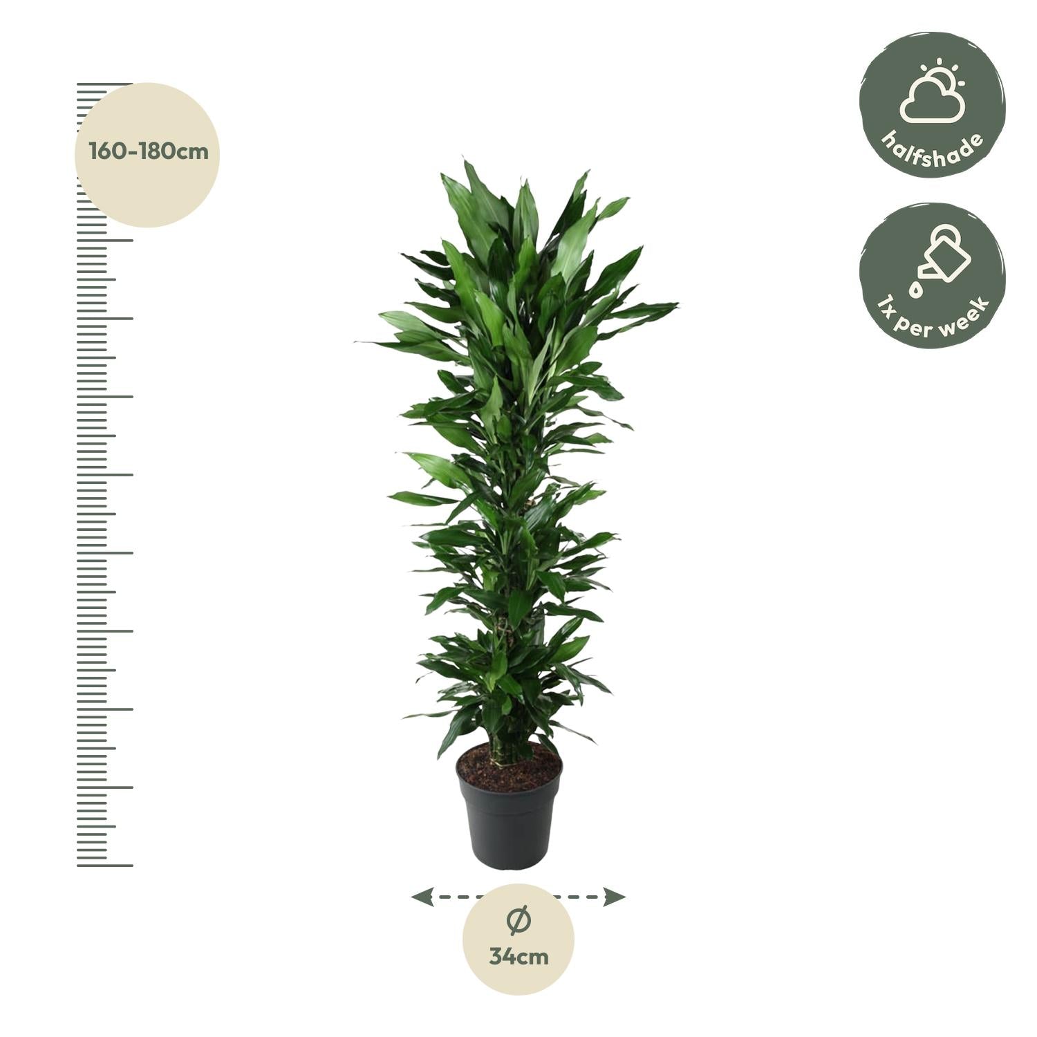 Dracaena Janet Lind vertakt – grote donkergroene Dracaena kamerplant