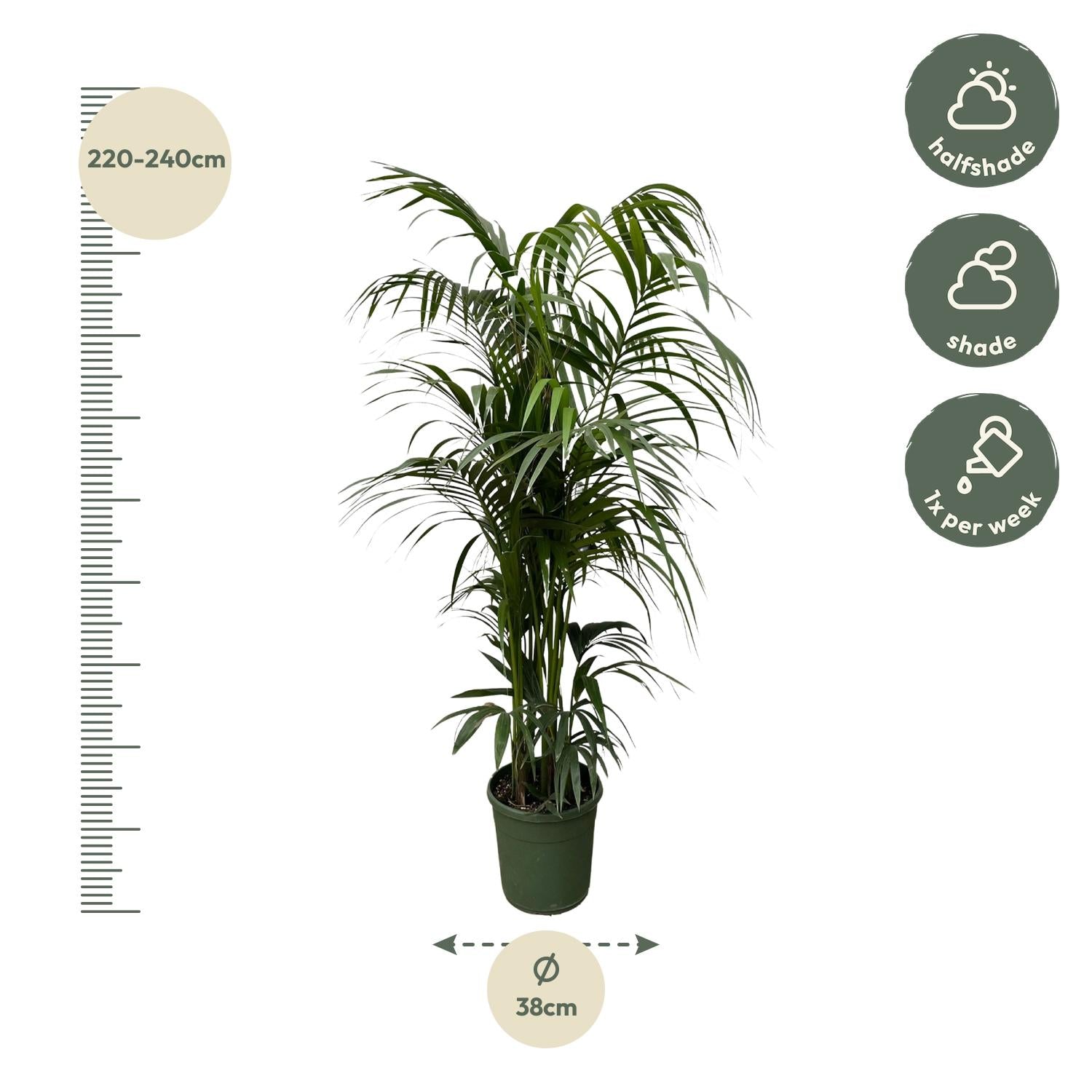 Kentia Palm kamerplant – stijlvolle sierpalm voor huis, kantoor & interieur