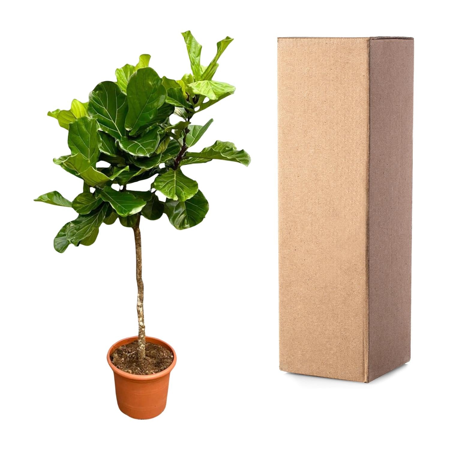 Ficus Lyrata boom - grote, stijlvolle kamerplant voor binnen en interieurdecoratie