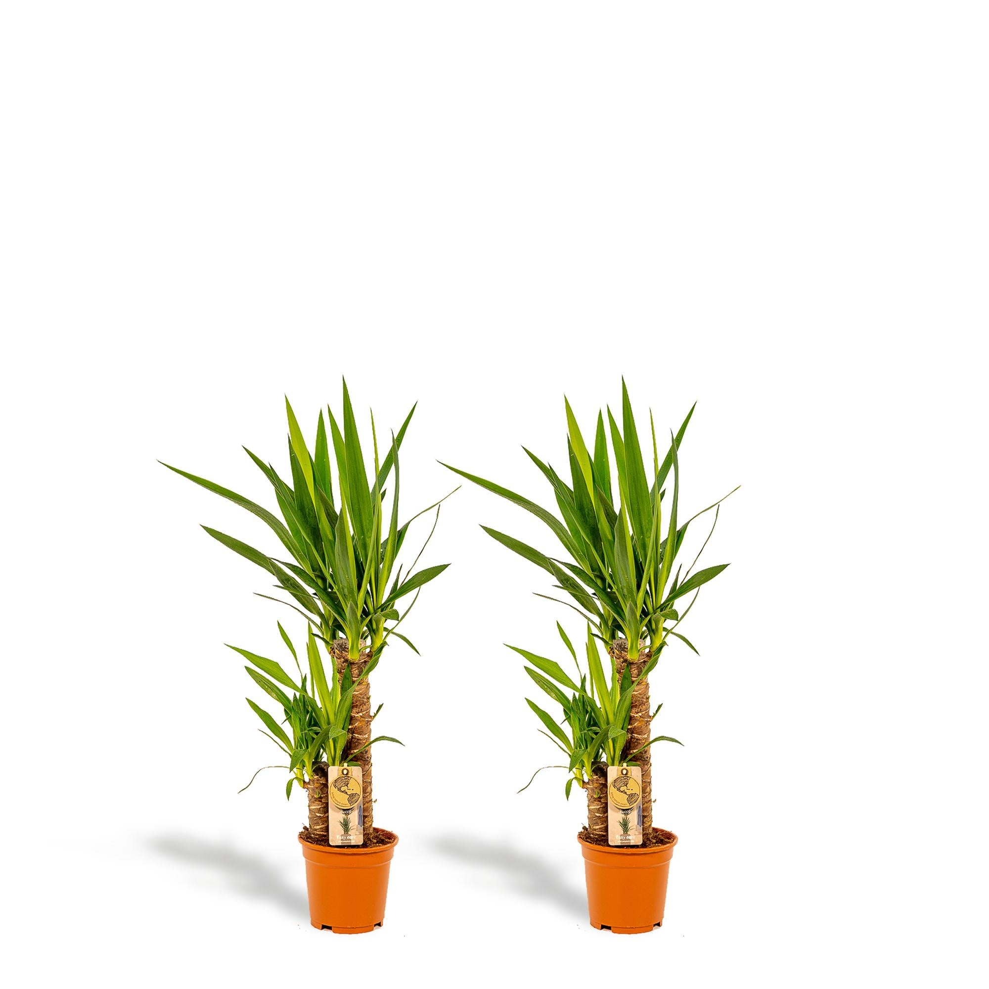2x Yucca - ?90cm - Ø17cm