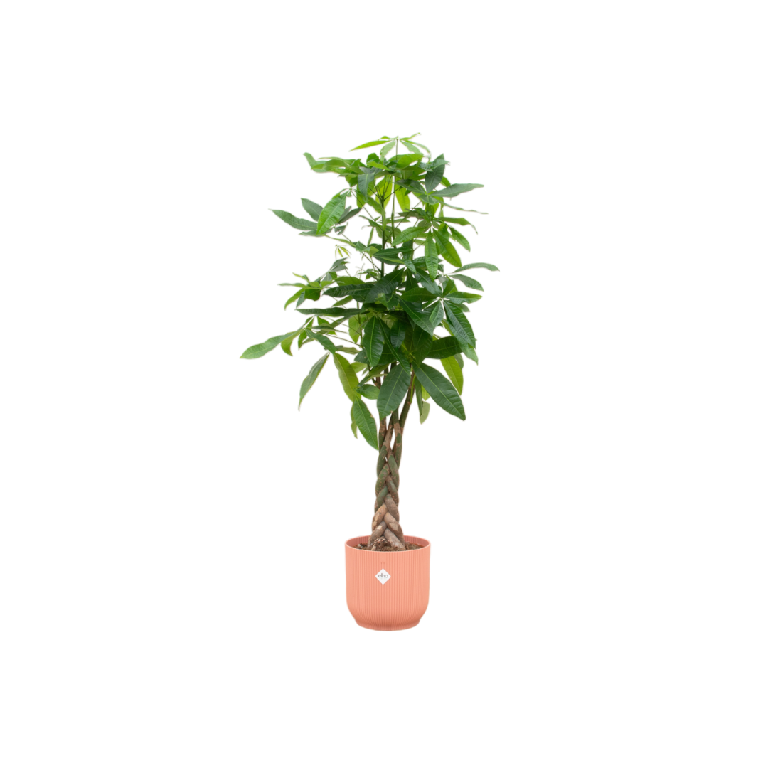 Combi deal - Pachira Aquatica inclusief elho Vibes Fold Round pot - 160cm - Ø30