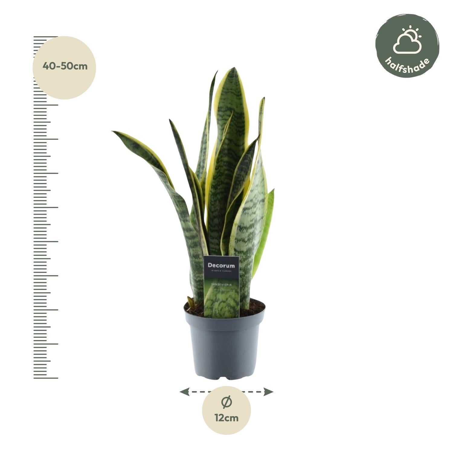 Sansevieria Laurentii slangplant – sterke luchtzuiverende kamerplant