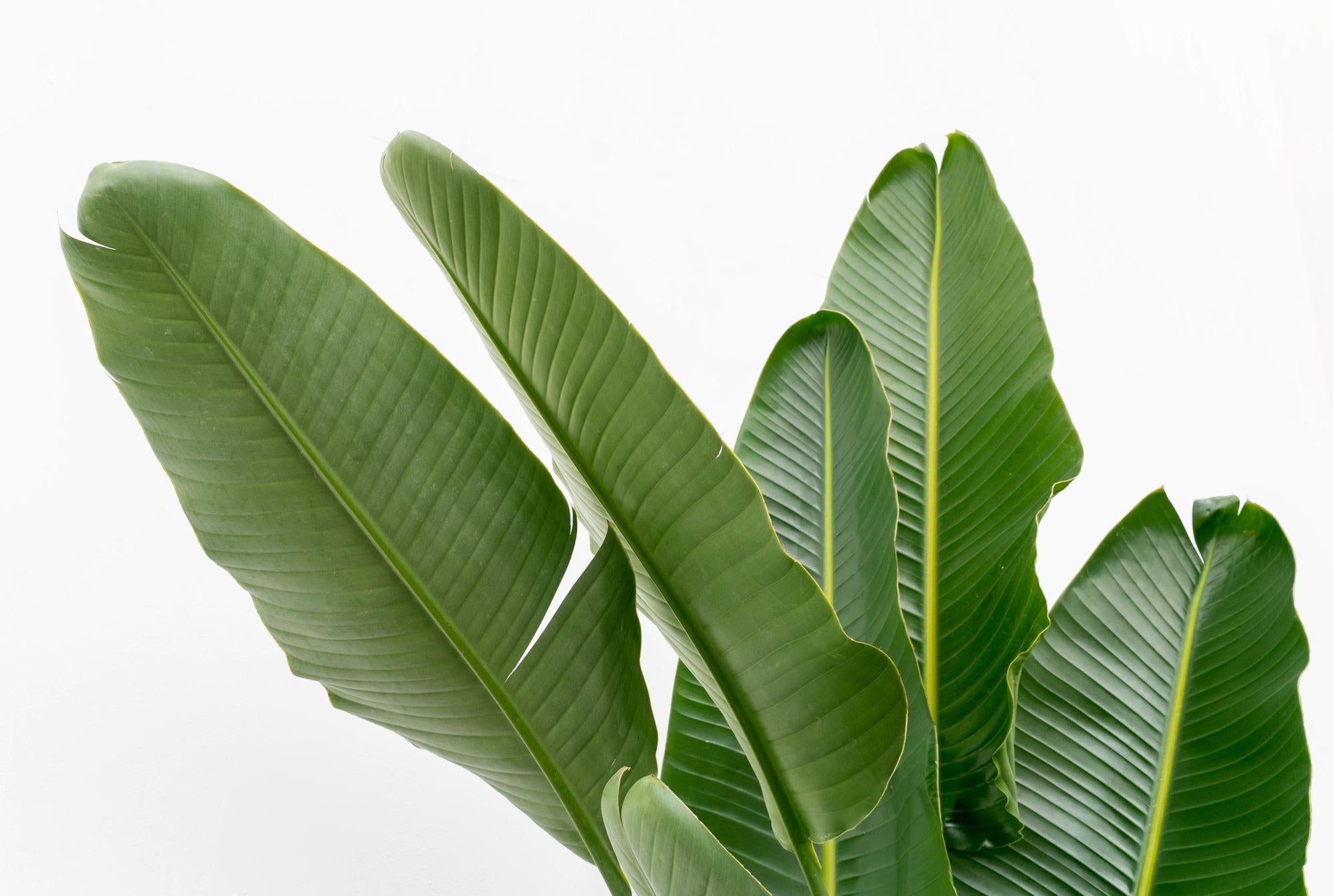 Strelitzia Augusta multi stam XXL - Grote decoratieve kamerplant met luxe uitstraling