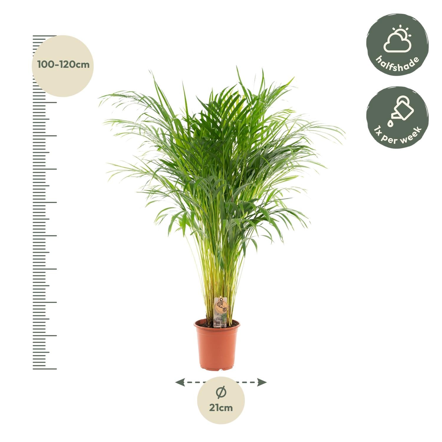 Areca palm - Luxe kamerplant voor binnen, onderhoudsarm en decoratief