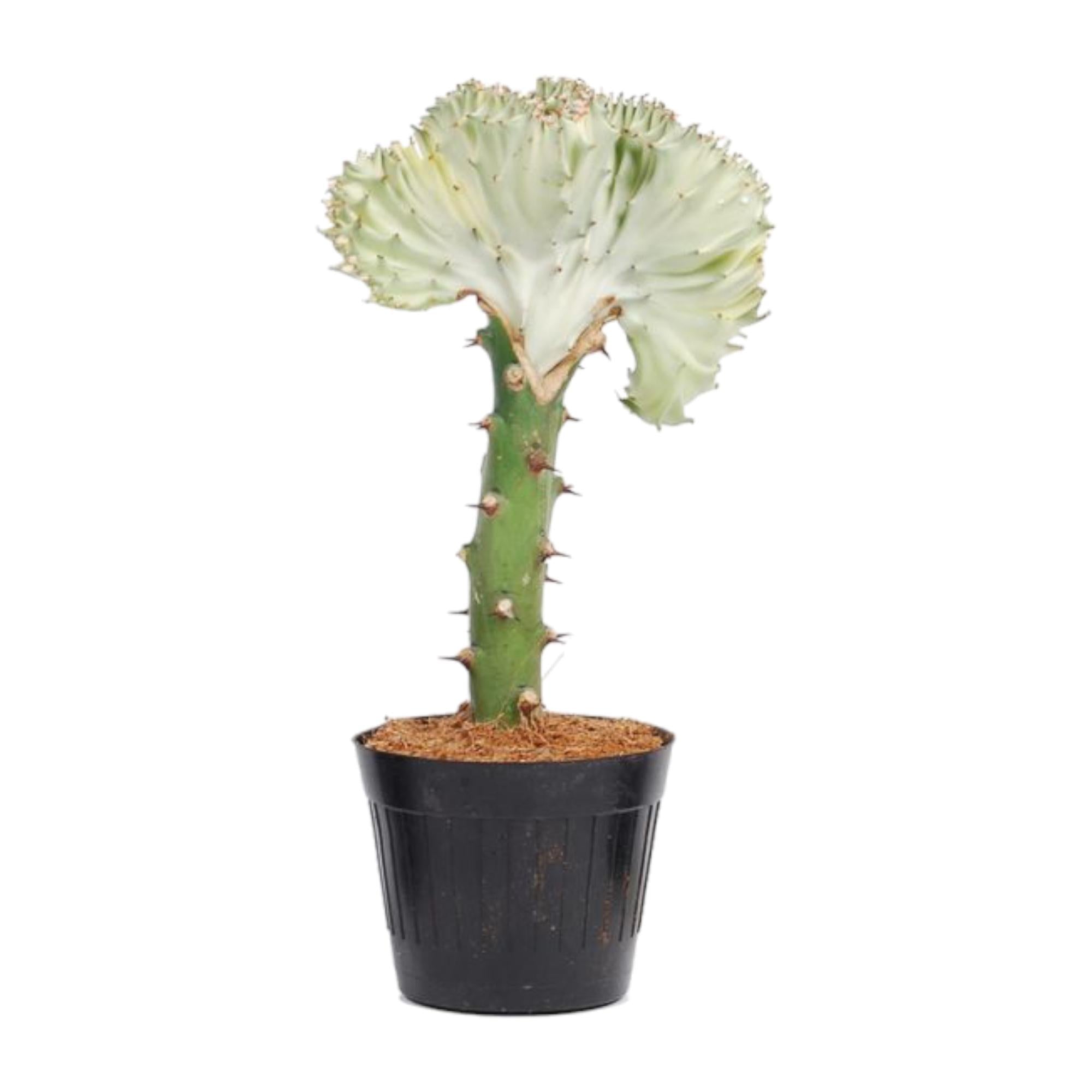 Euphorbia lactea Cristata wit – koraalcactus kamerplant