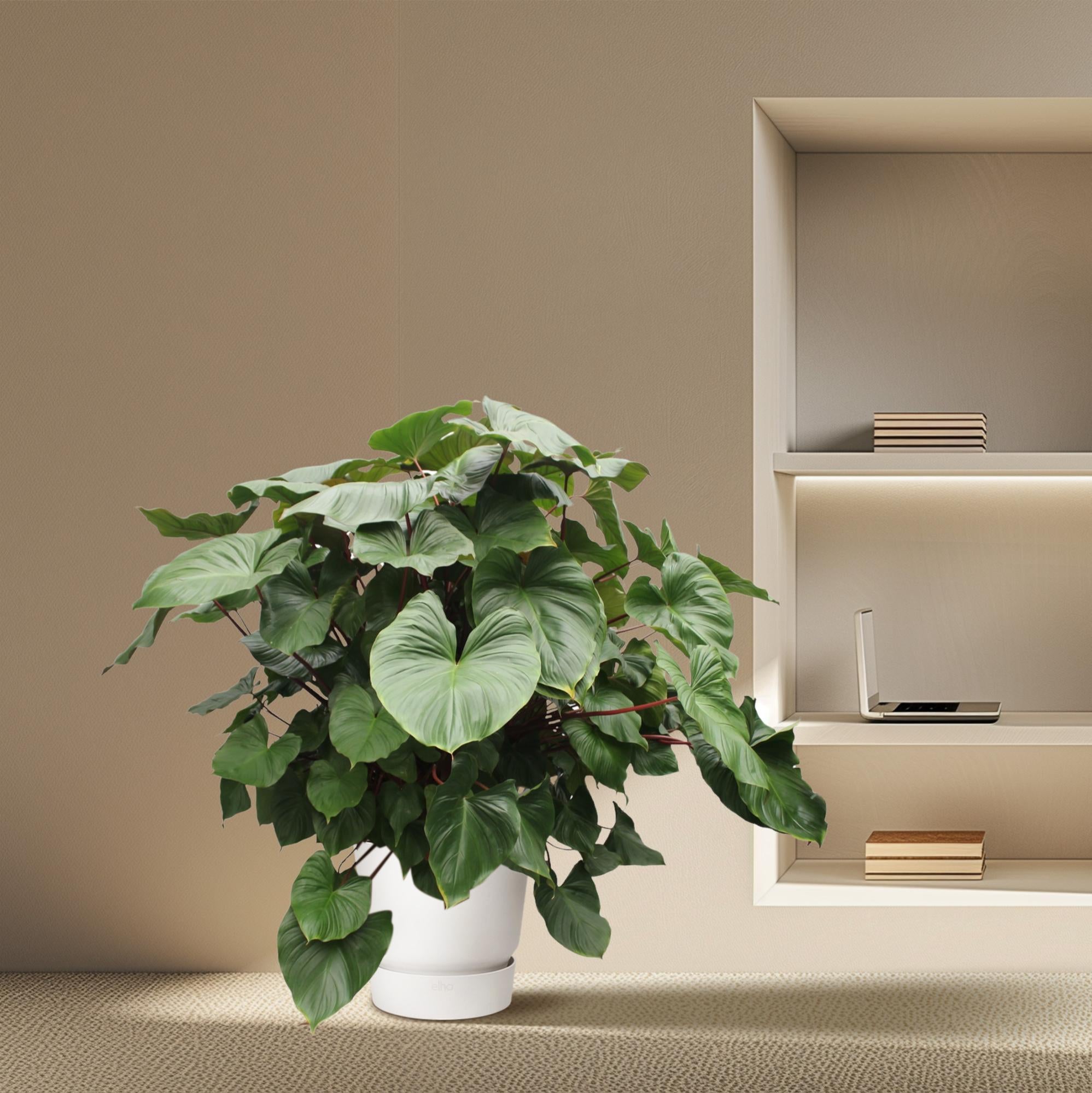 Homalomena Rubescens ‘Maggy’ – volle groene kamerplant