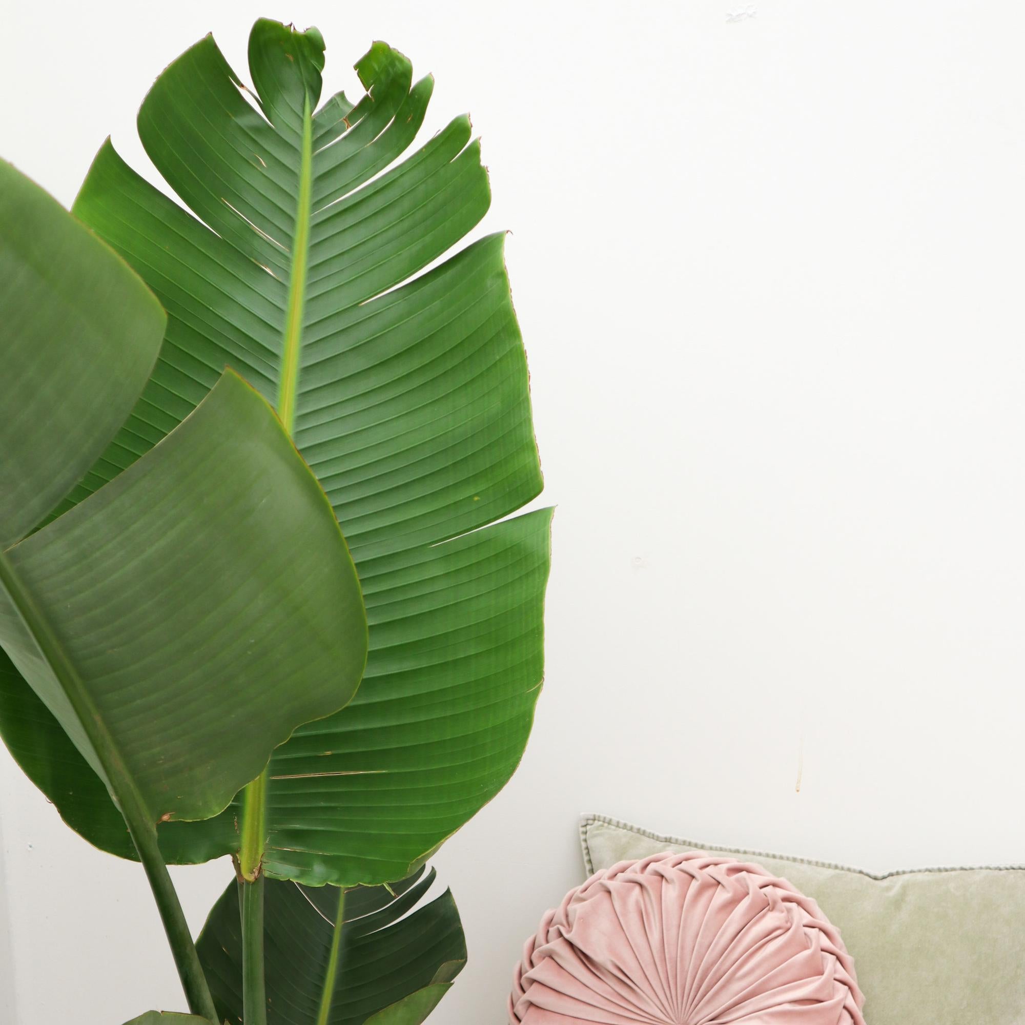 Strelitzia Augusta – grote paradijsvogelplant kamerplant in kweekpot