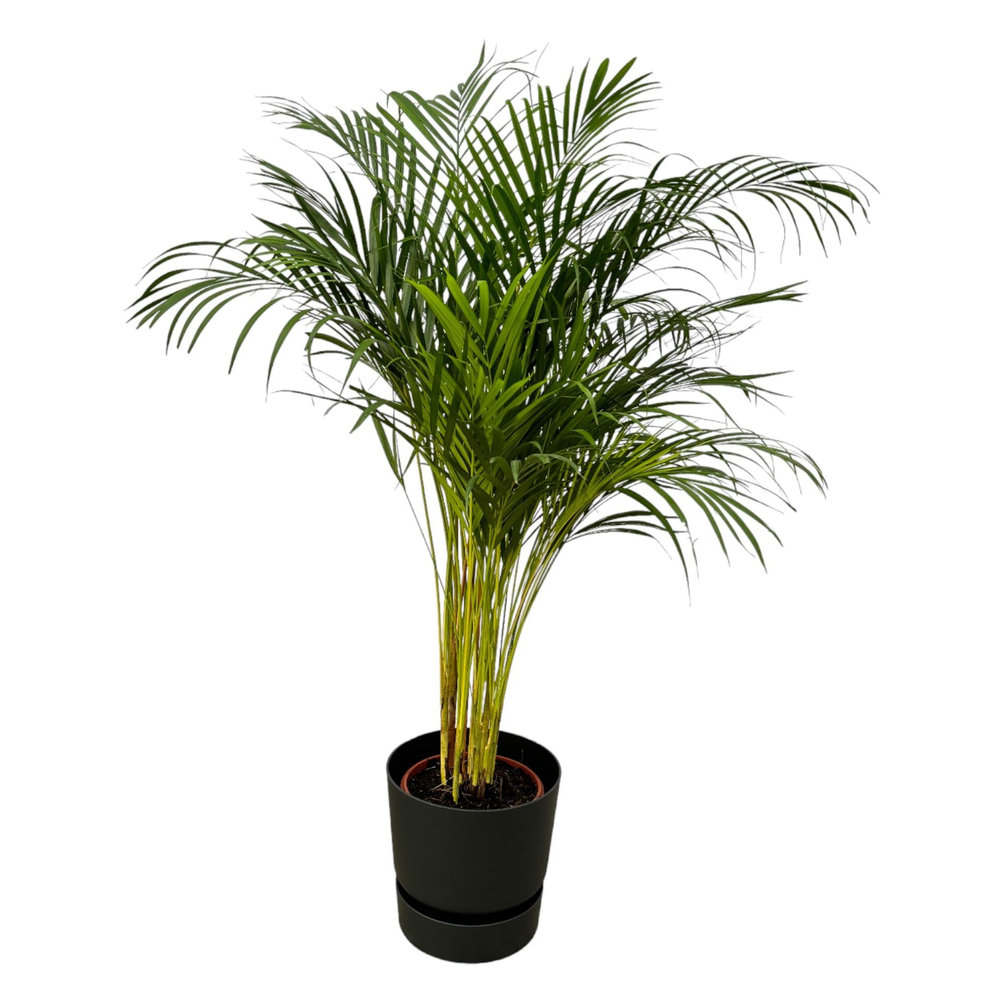 Areca palm inclusief elho Greenville Round sierpot - grote decoratieve kamerplant
