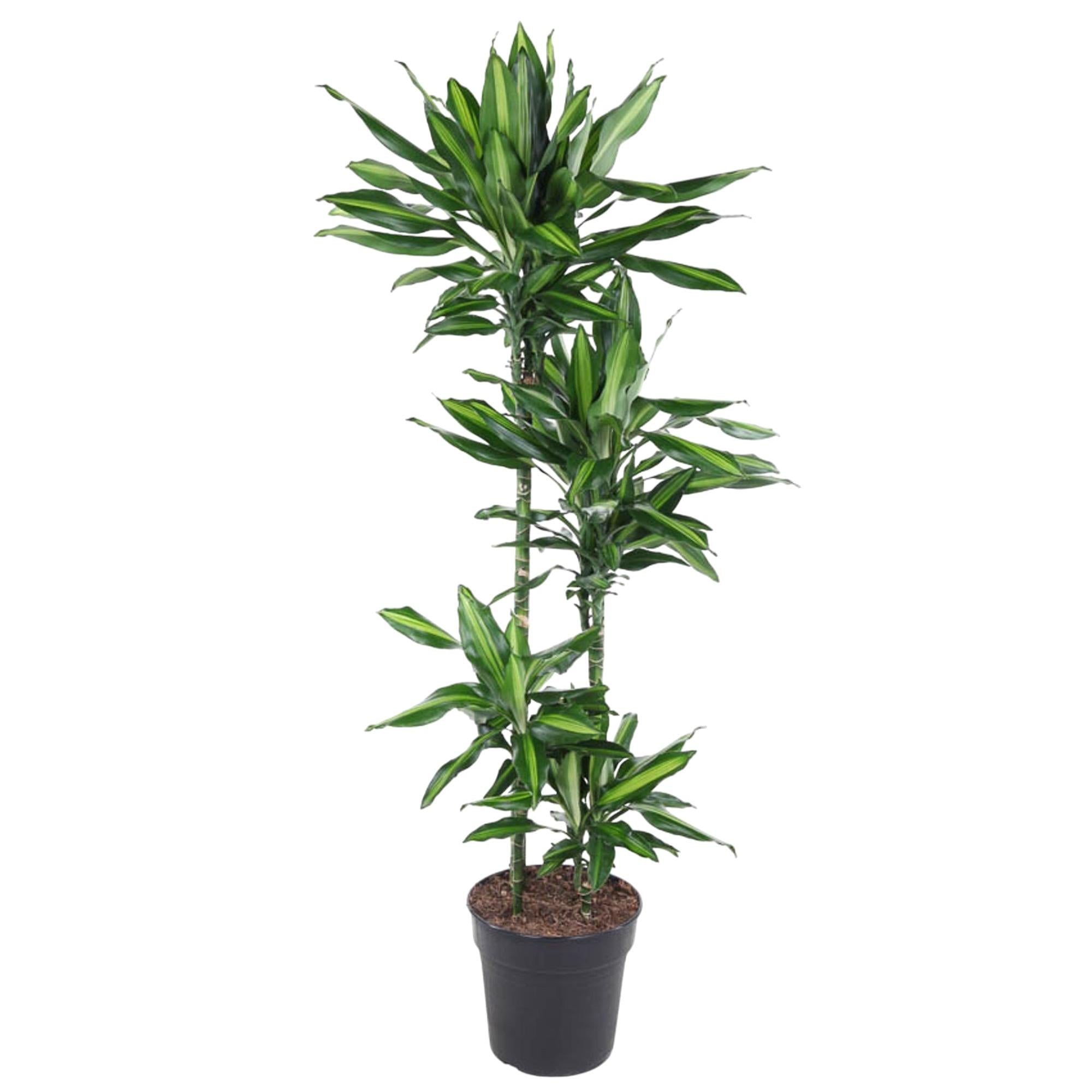Dracaena Cintho – sterke groene kamerplant in kweekpot