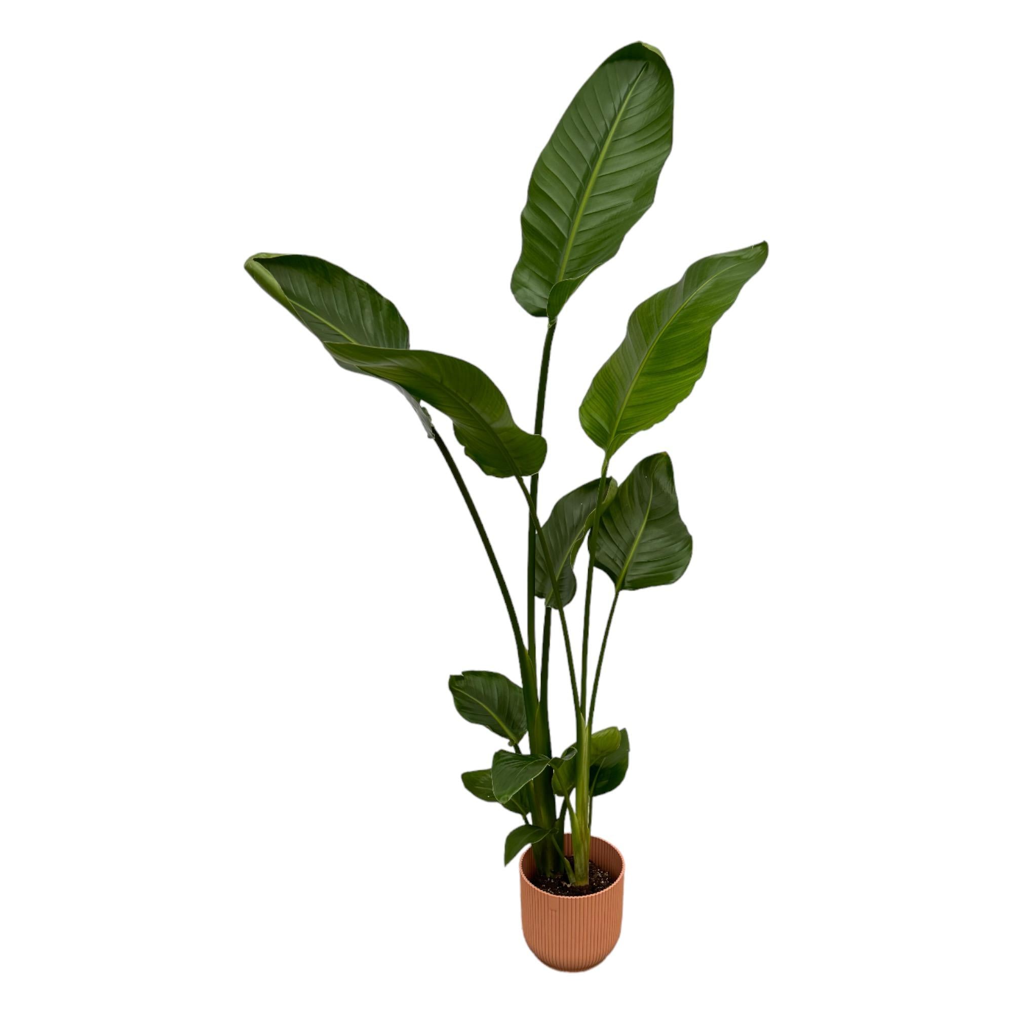 Strelitzia Nicolai inclusief Elho Vibes Fold Round pot - decoratieve kamerplant