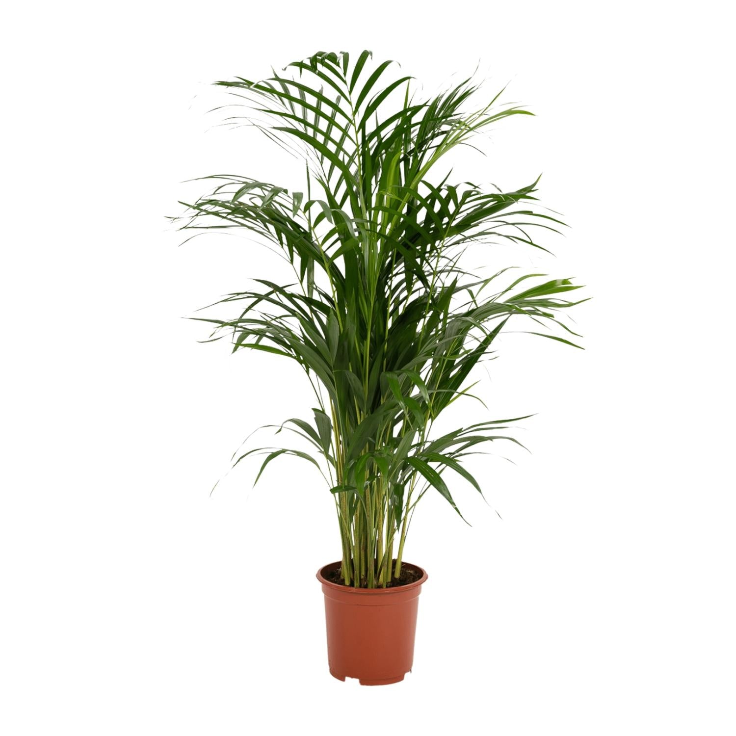 Areca palm - Luxe kamerplant voor binnen, onderhoudsarm en decoratief