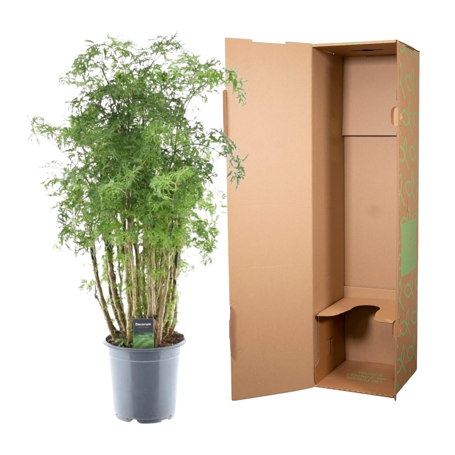 Polyscias Hawaiiana Ming – fijnbladige tropische kamerboom