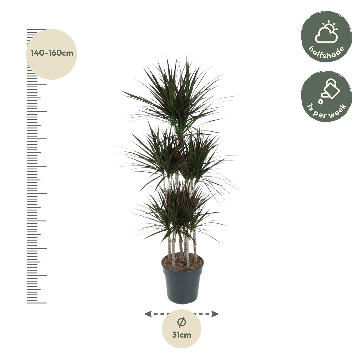 Dracaena Magenta – diepgroene paarsrode Dracaena kamerplant