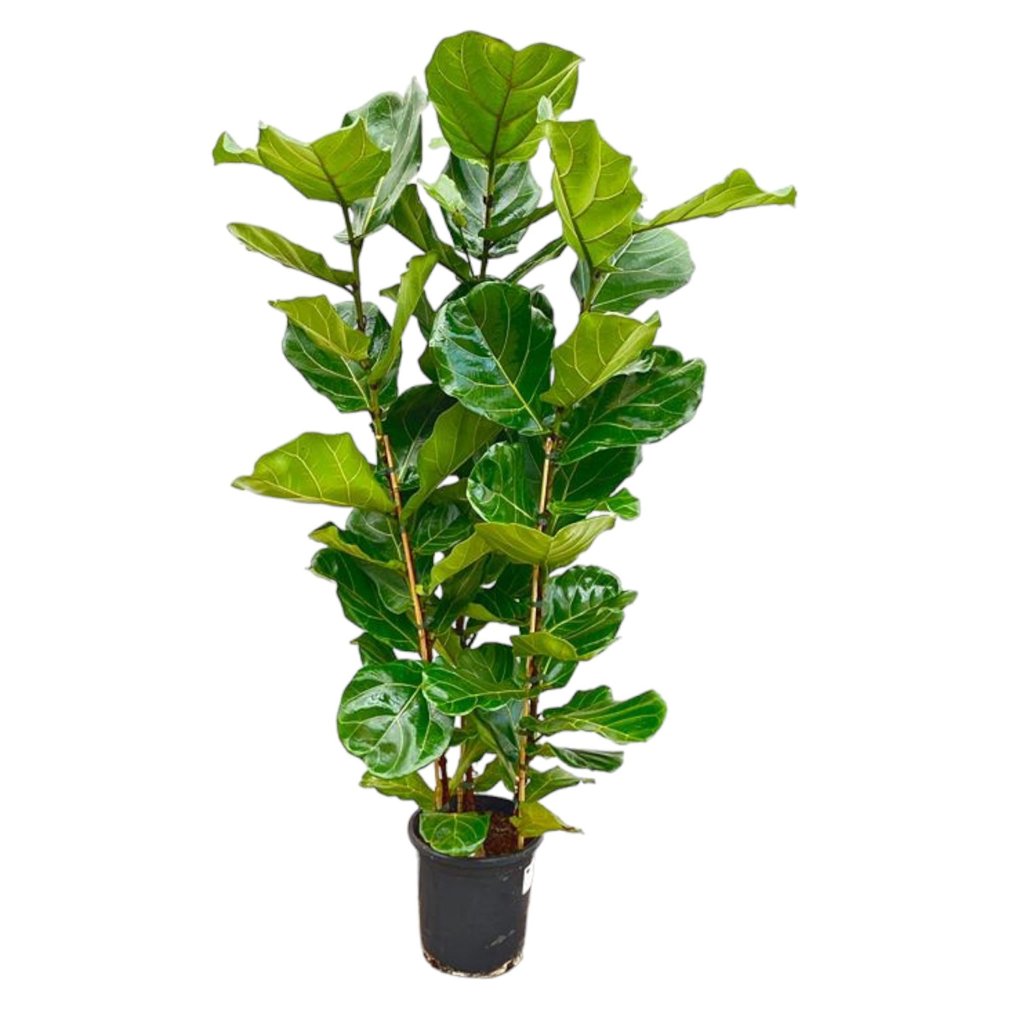 Ficus Lyrata struik - elegante kamerplant voor woonkamer, kantoor en interieurdecoratie