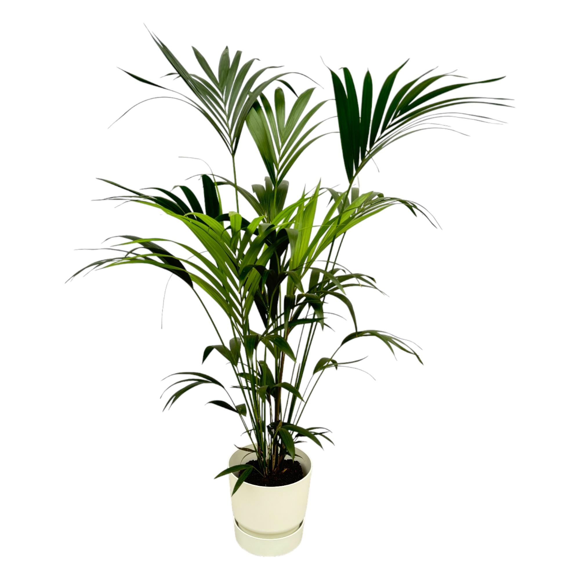 Combi deal - Kentia palm inclusief elho sierpot voor binnen, elegante kamerplant