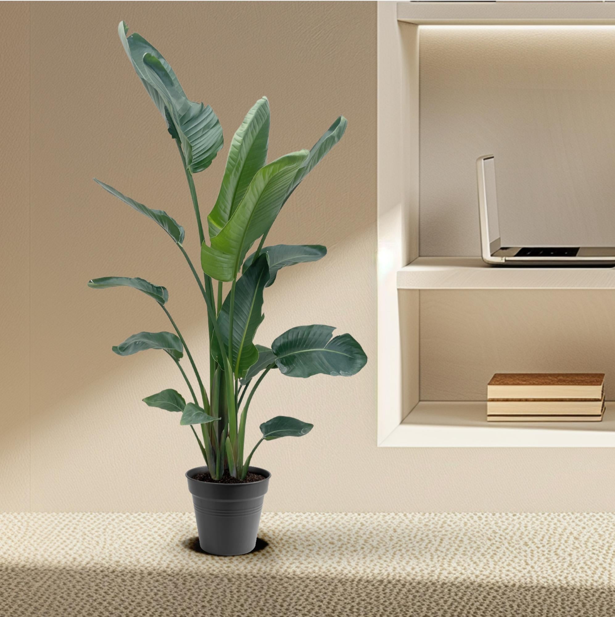 Strelitzia Nicolai - Tropische kamerplant voor binnen, decoratieve exotische plant