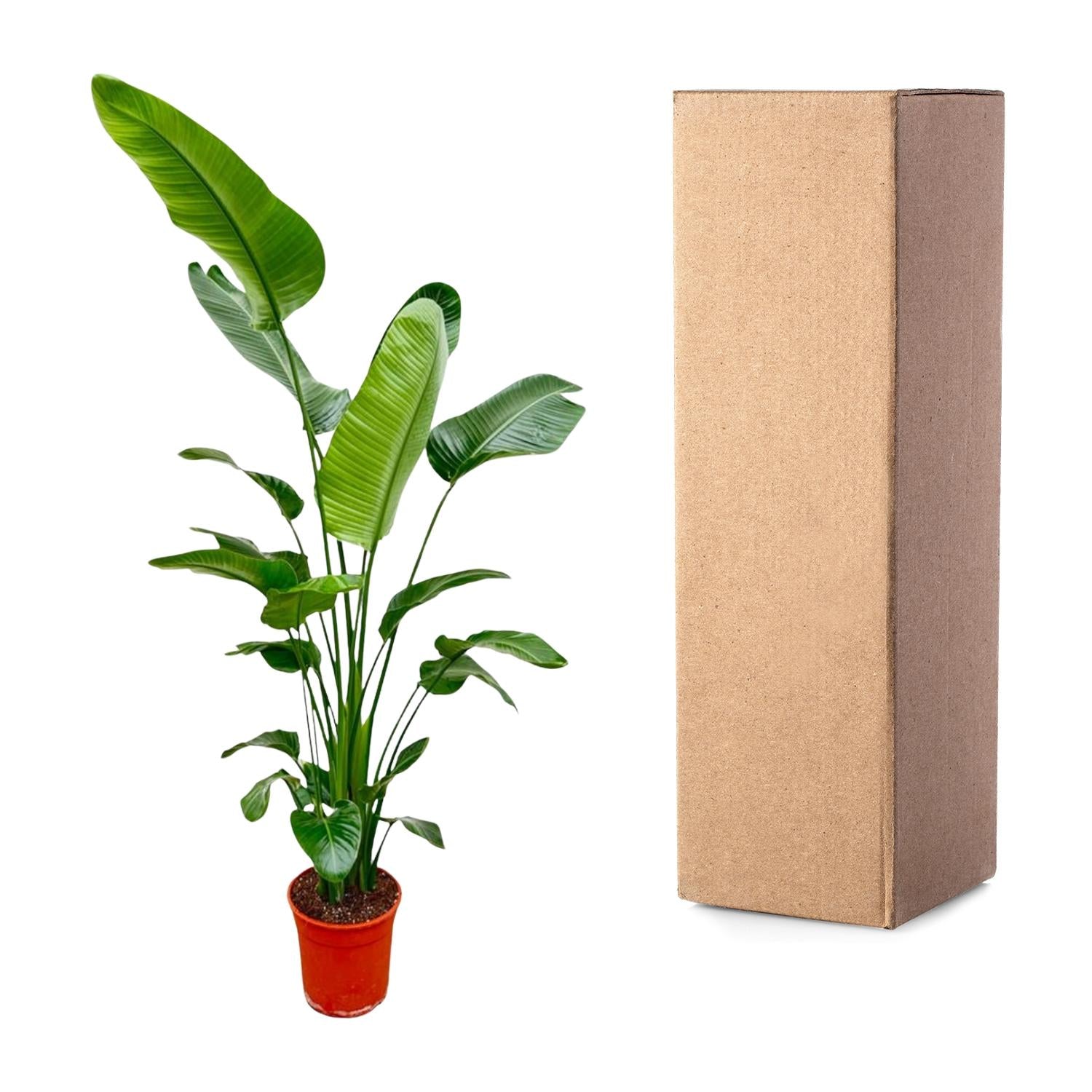 Strelitzia Nicolai - Tropische kamerplant voor binnen, decoratieve exotische plant