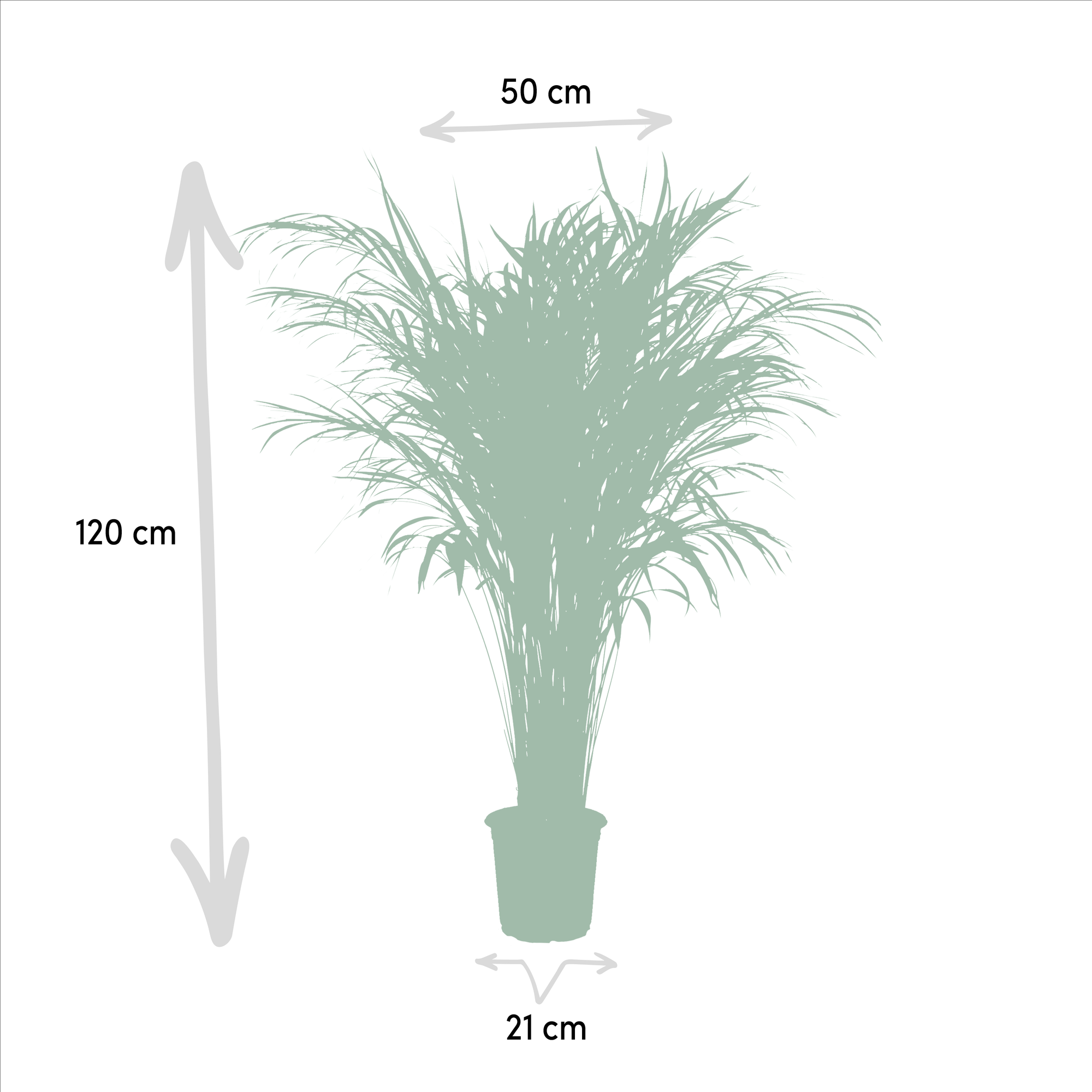 Areca palm - Luxe kamerplant voor binnen, onderhoudsarm en decoratief