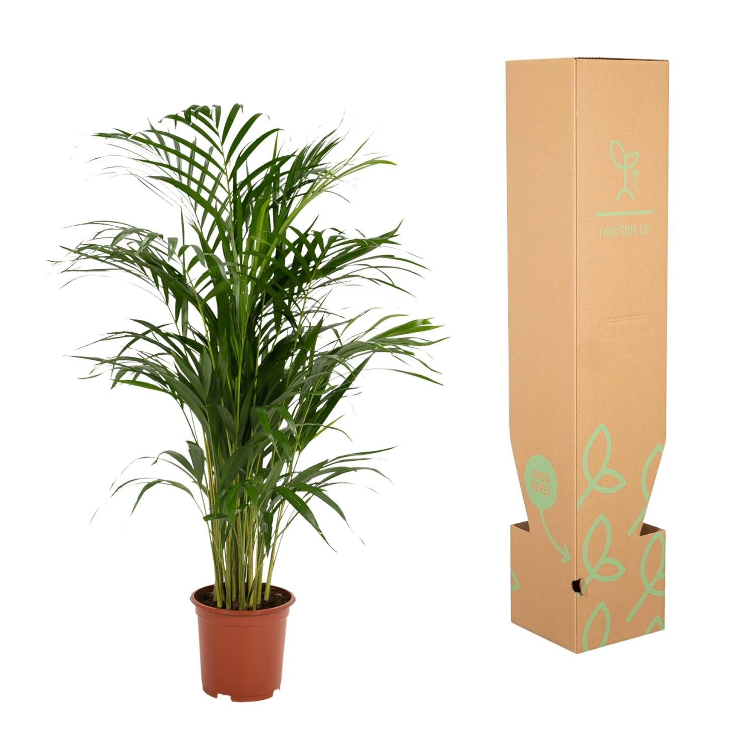 Areca palm - Luxe kamerplant voor binnen, onderhoudsarm en decoratief