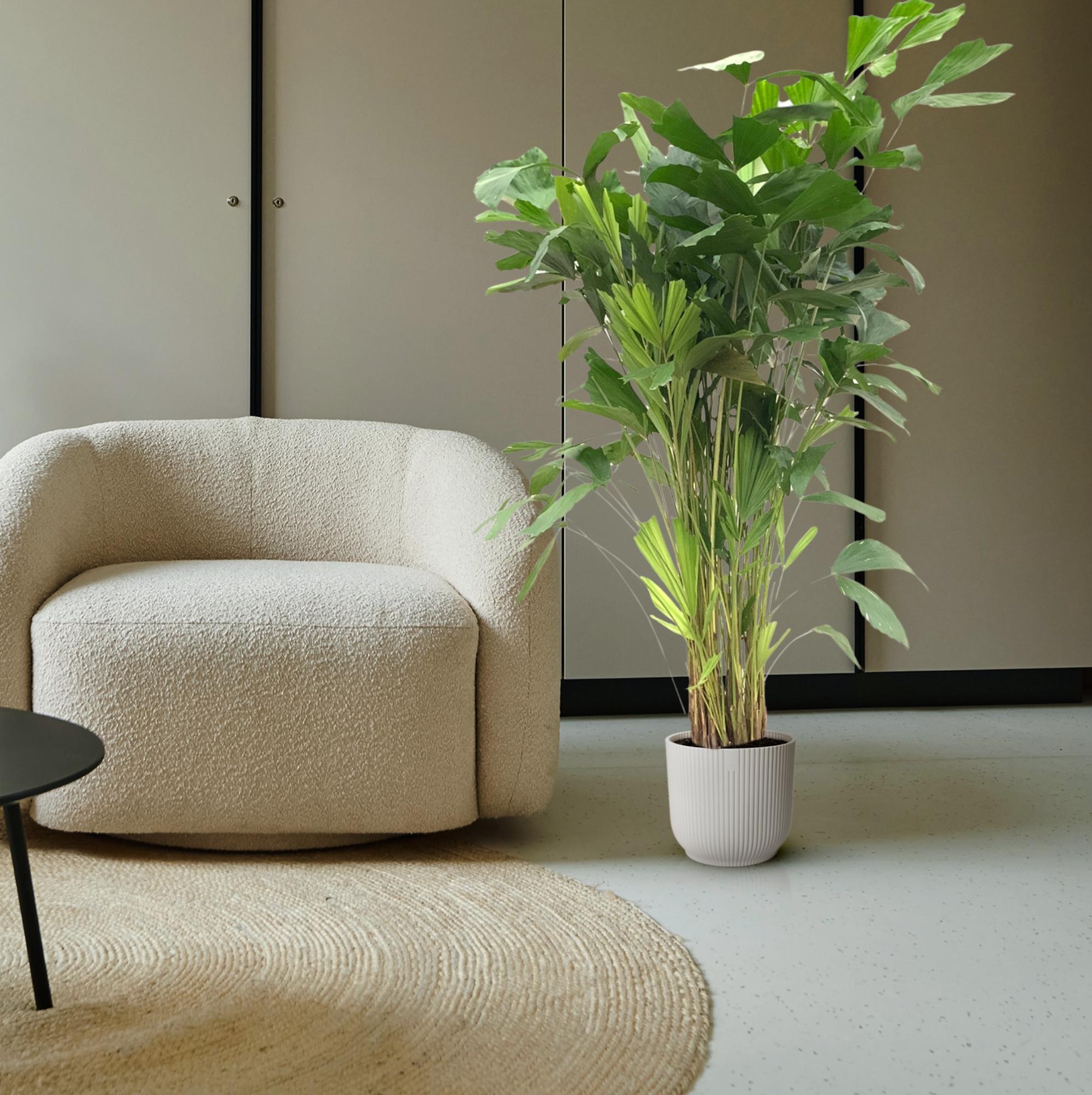 Caryota Mitis (vissenstaartpalm) – bijzondere grote kamerpalm