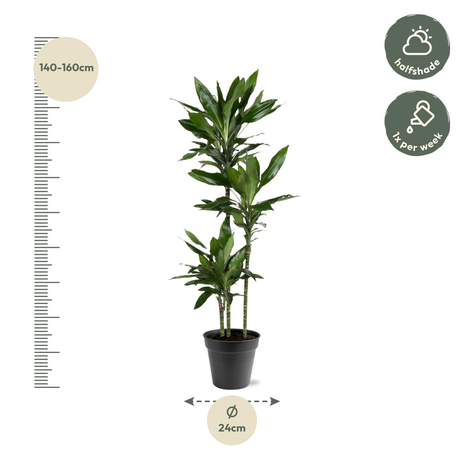 Dracaena Janet Lind - 150-160 cm - ø24