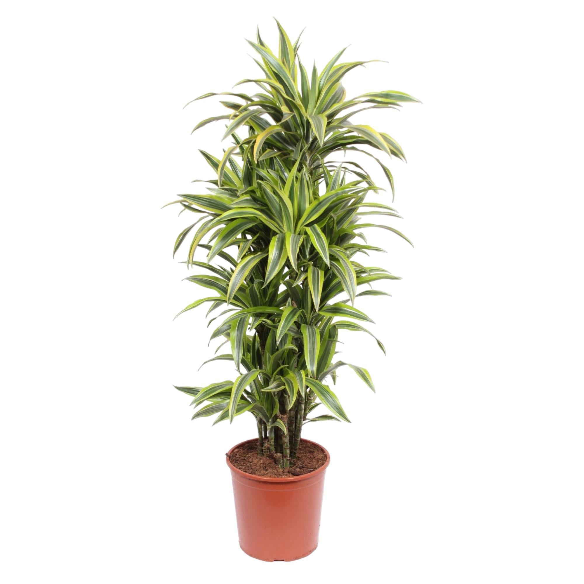 Dracaena Lemon Lime decorative indoor plant for home and office, premium quality