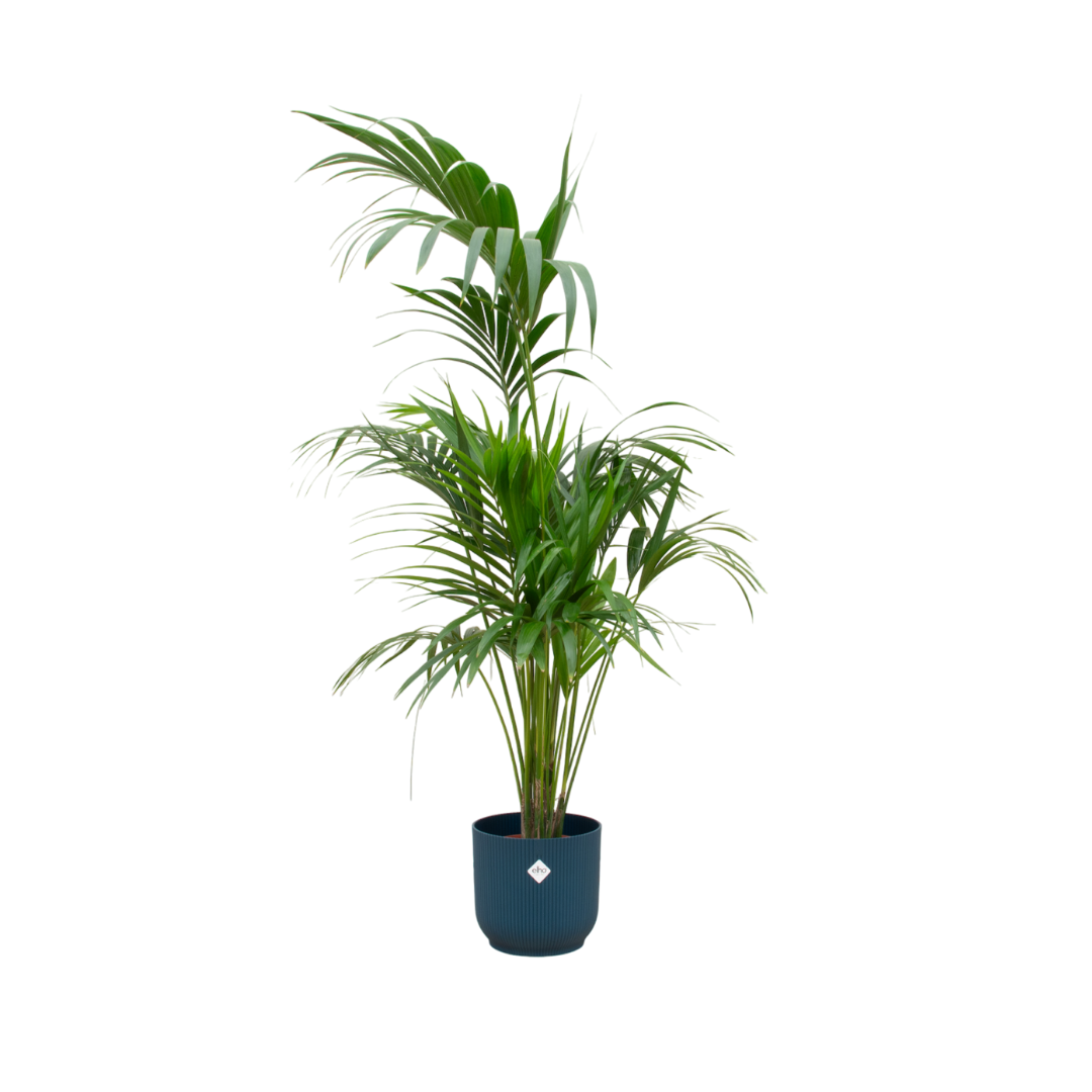 Combi deal - Kentia palm inclusief elho sierpot voor binnen, elegante kamerplant