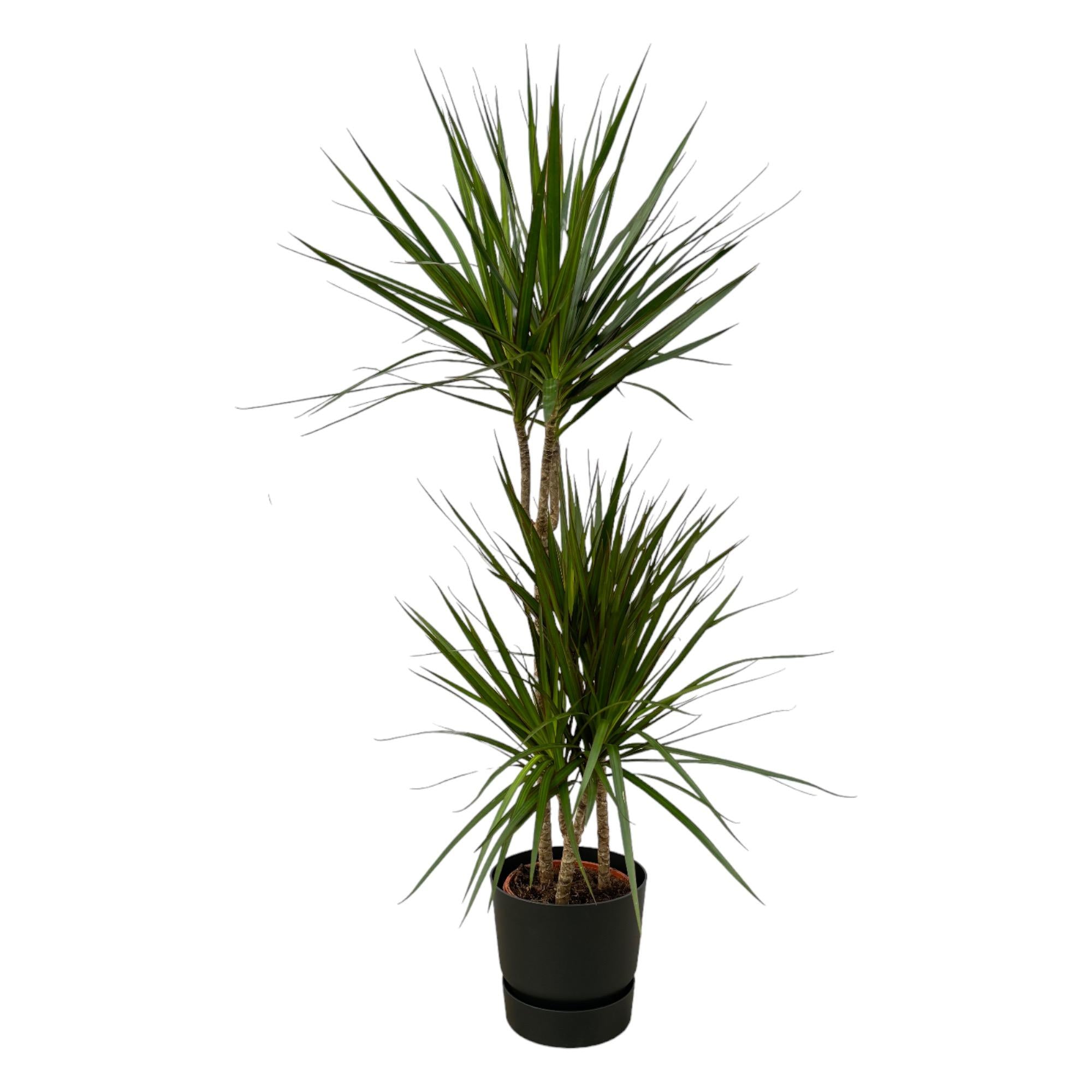 Dracaena Marginata - 120cm - Ø21cm inclusief elho Greenville Round D24xH23