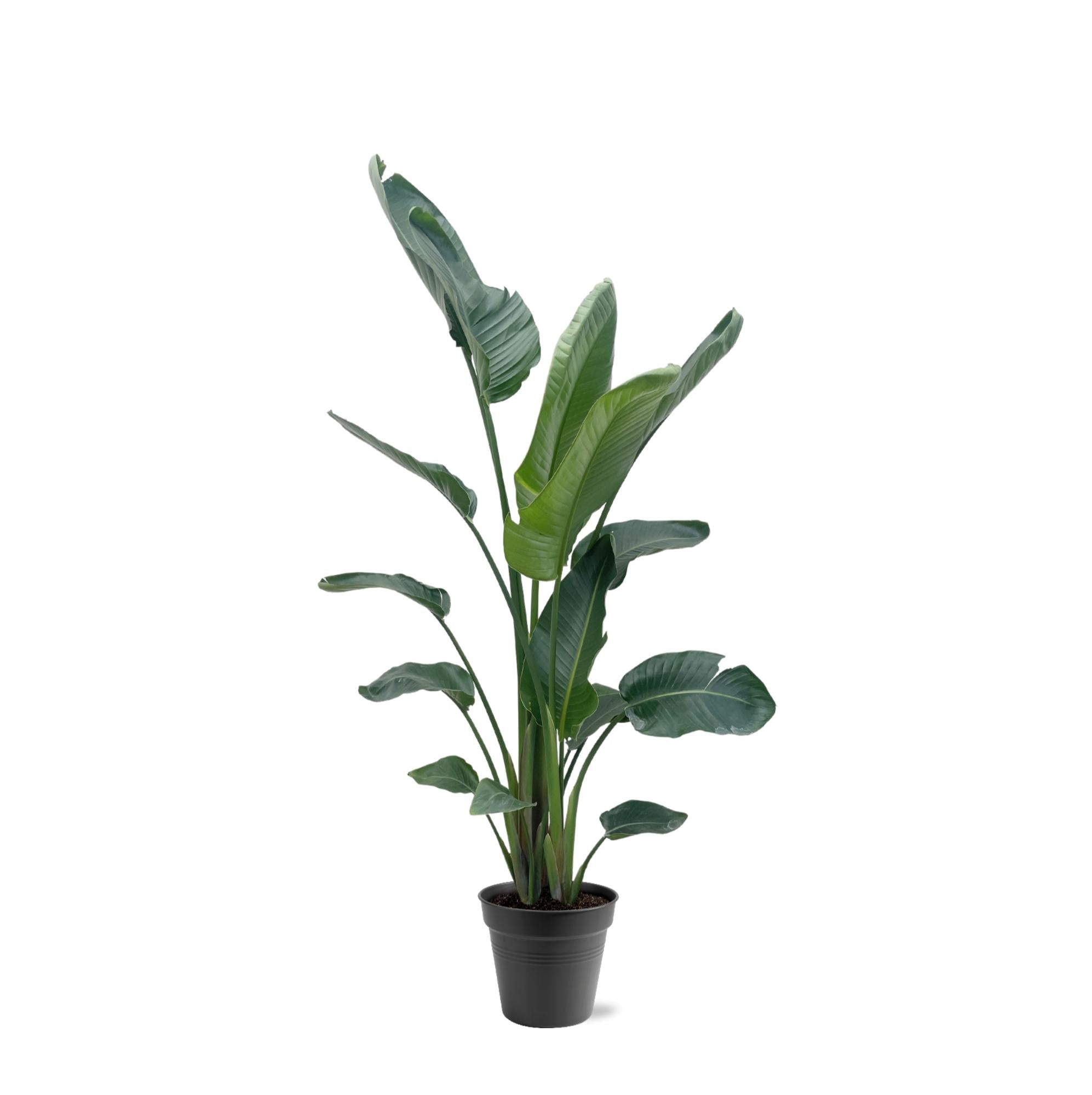 Strelitzia Nicolai - Tropische kamerplant voor binnen, decoratieve exotische plant