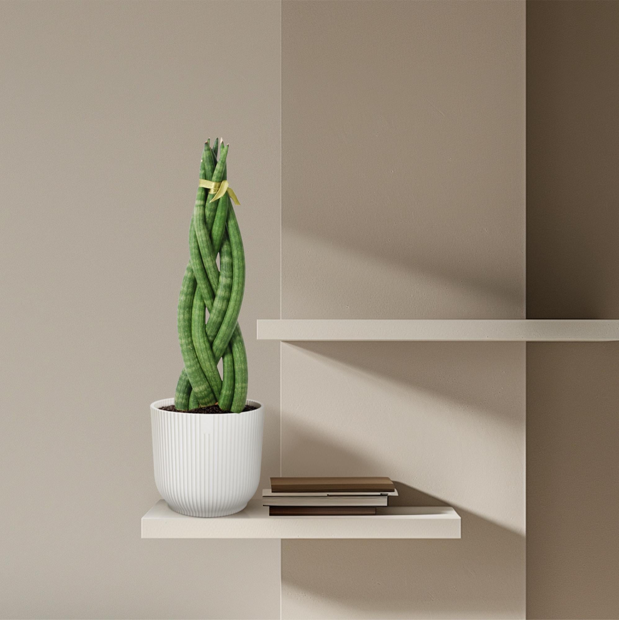 Sansevieria mini mix – Sansevieria cylindrica en Skyline in sierlijke pot Ø10,5