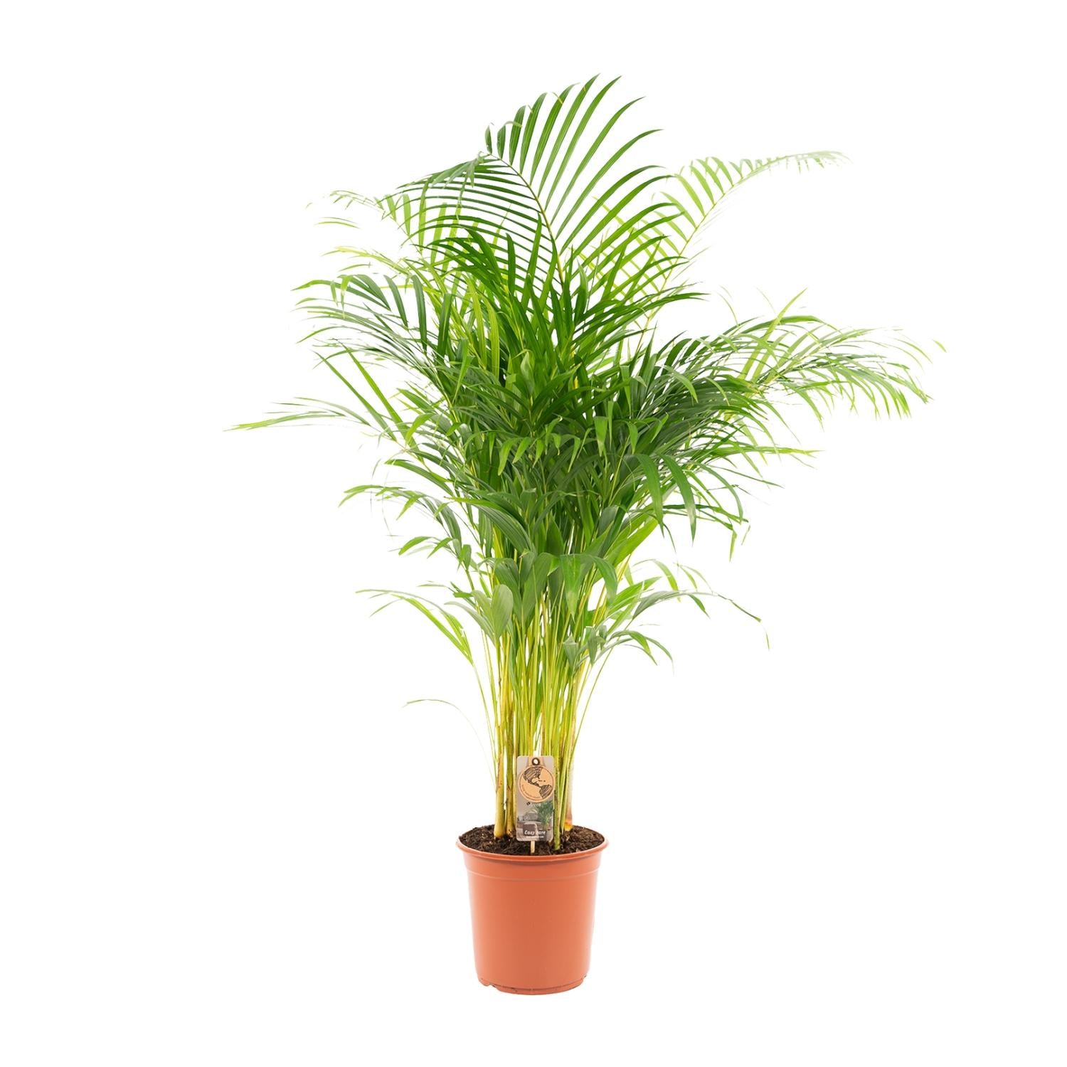 Areca palm - Luxe kamerplant voor binnen, onderhoudsarm en decoratief