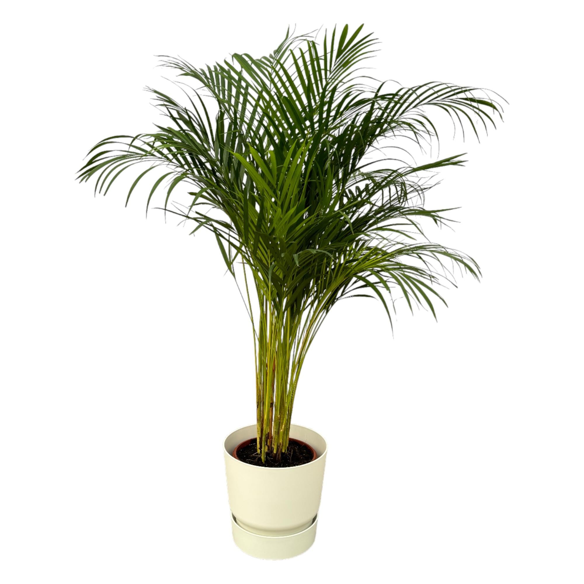 Areca palm inclusief elho Greenville Round sierpot - grote decoratieve kamerplant