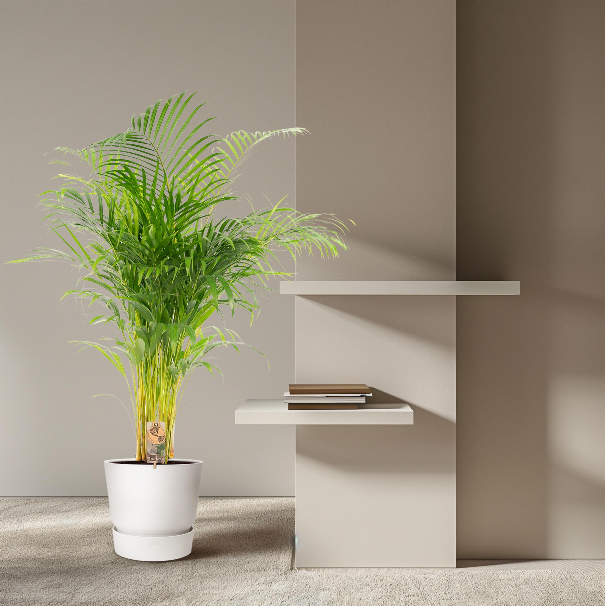 Areca palm - Luxe kamerplant voor binnen, onderhoudsarm en decoratief