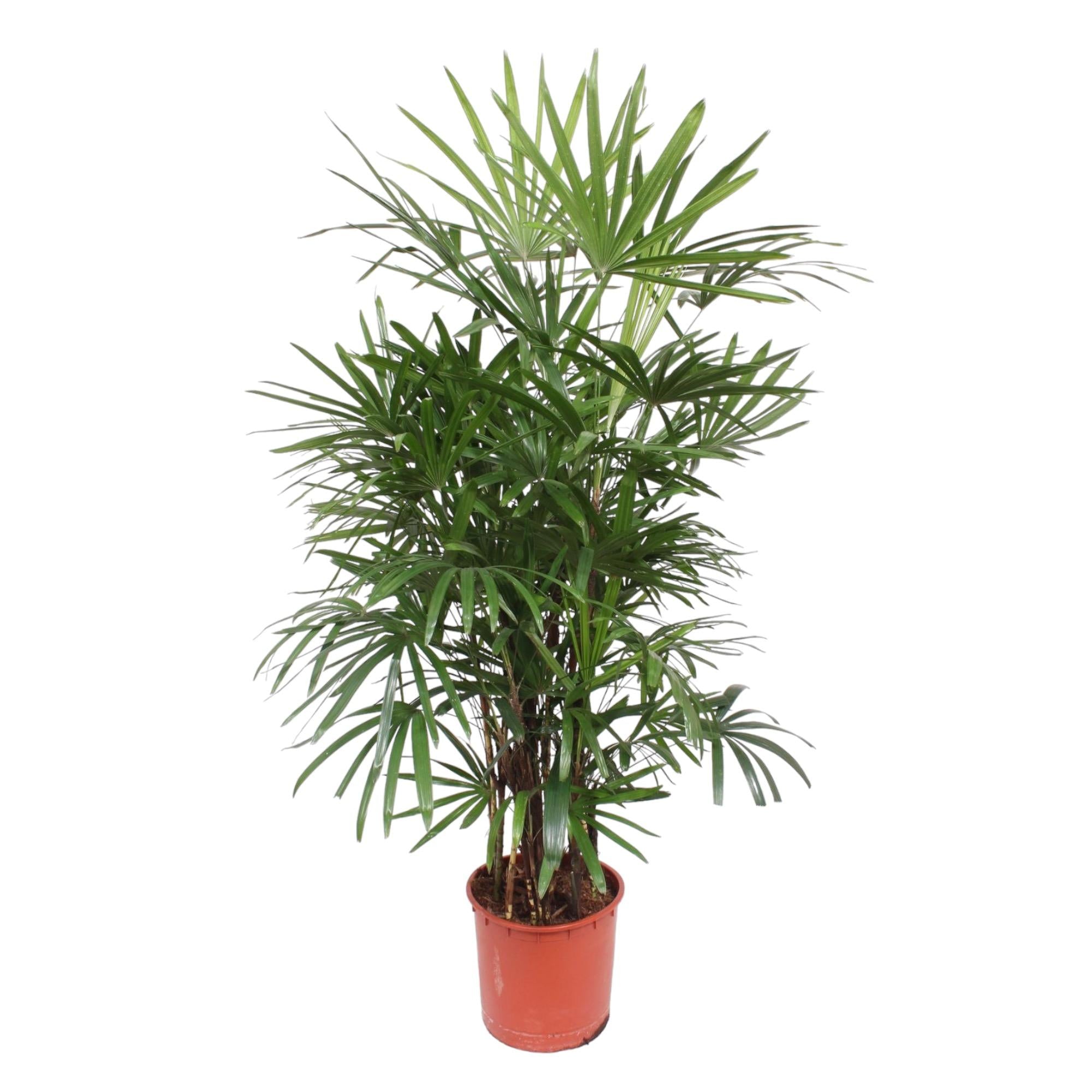 Rhapis Excelsa – exclusieve bamboepalm kamerplant 190 cm
