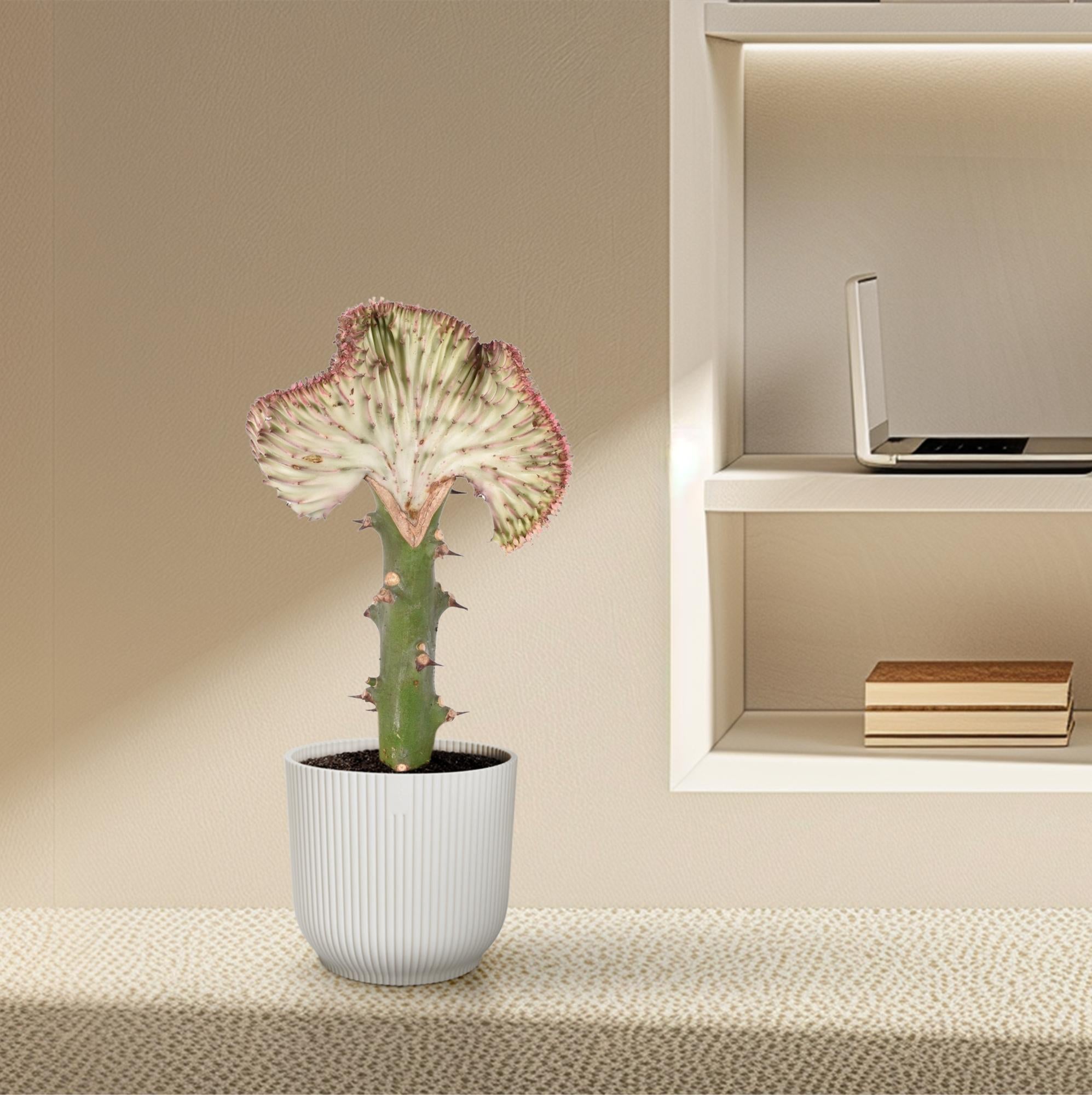 Euphorbia lactea Cristata rood – koraalcactus kamerplant