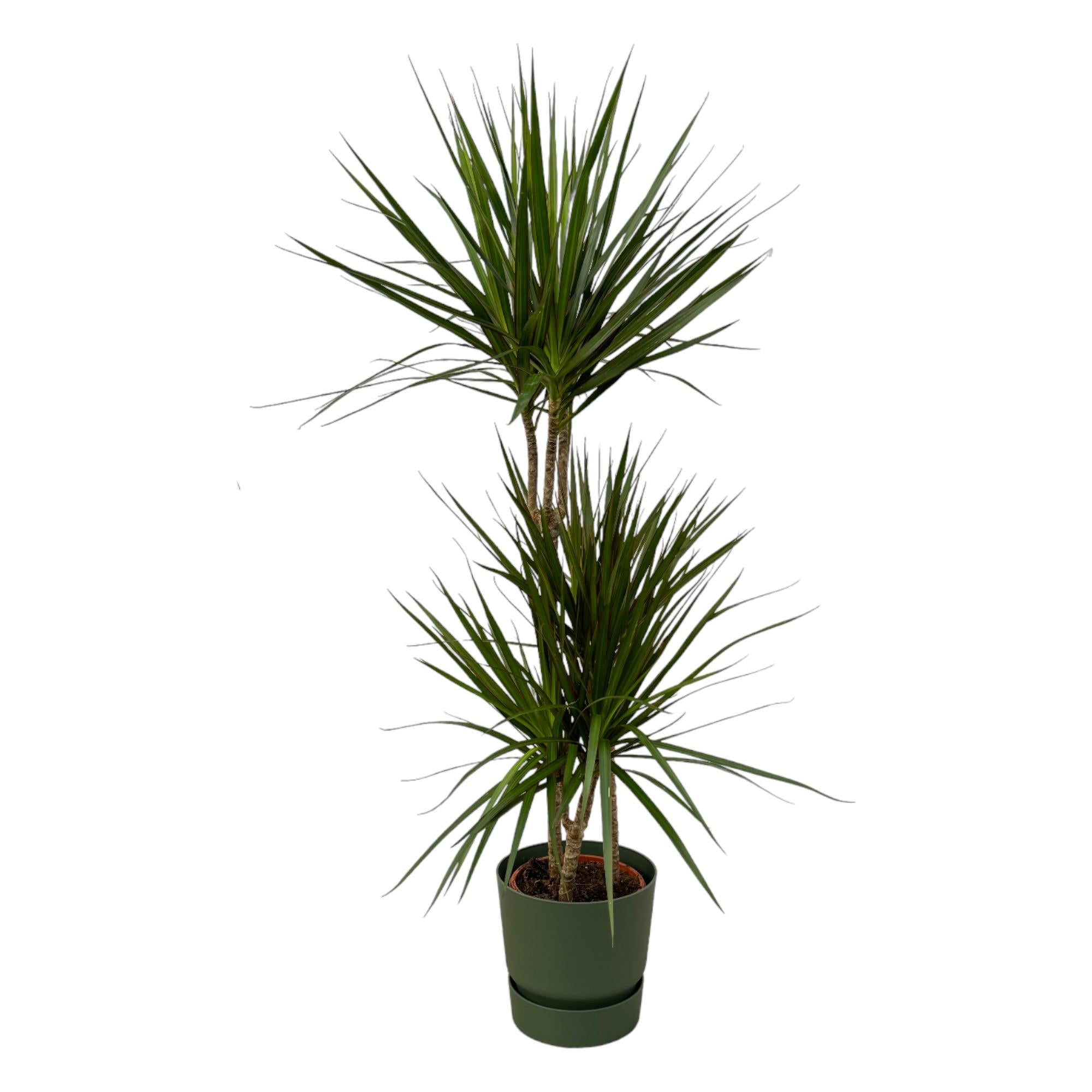 Dracaena Marginata - 120cm - Ø21cm inclusief elho Greenville Round D24xH23