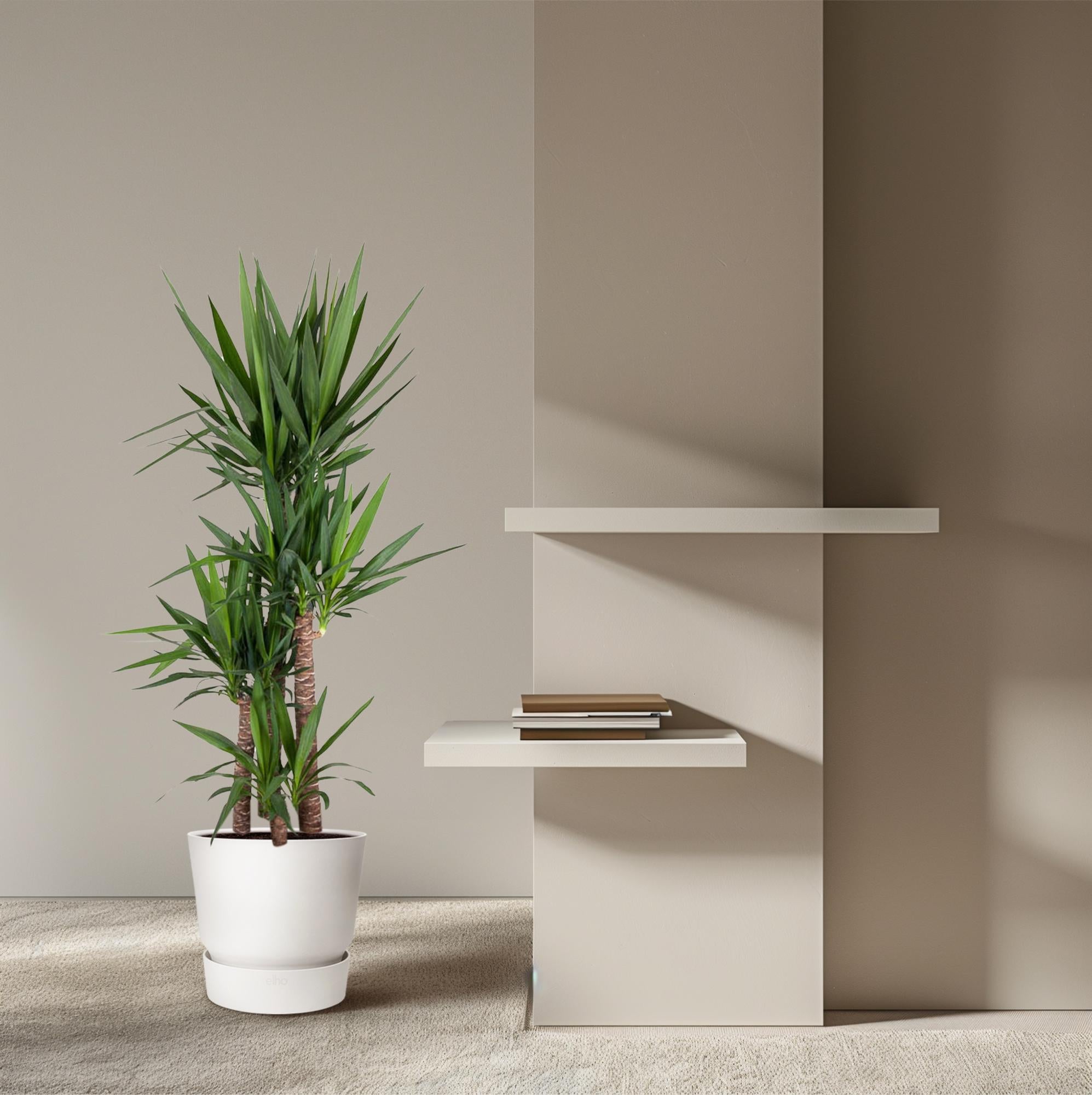 Yucca Elephantipes – grote stoere kamerplant in kweekpot