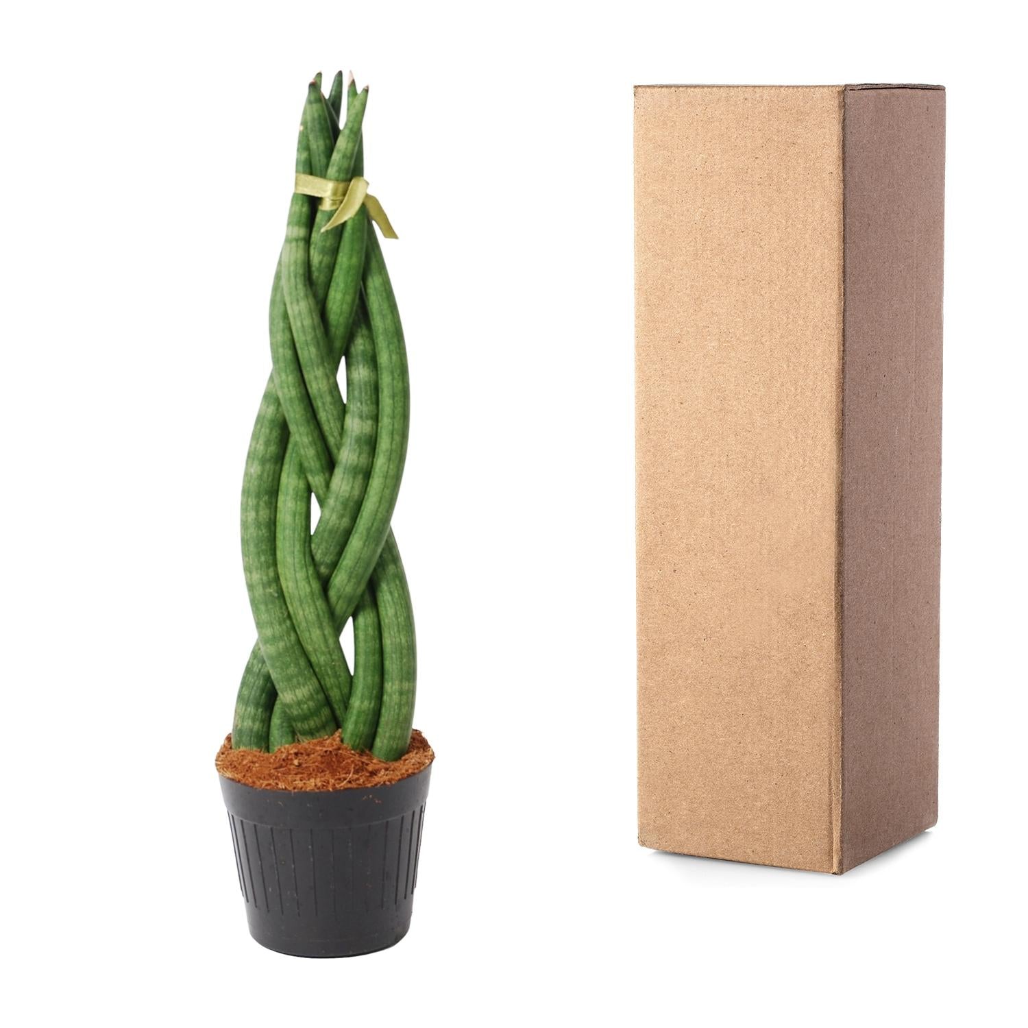 Sansevieria mini mix – Sansevieria cylindrica en Skyline in sierlijke pot Ø10,5