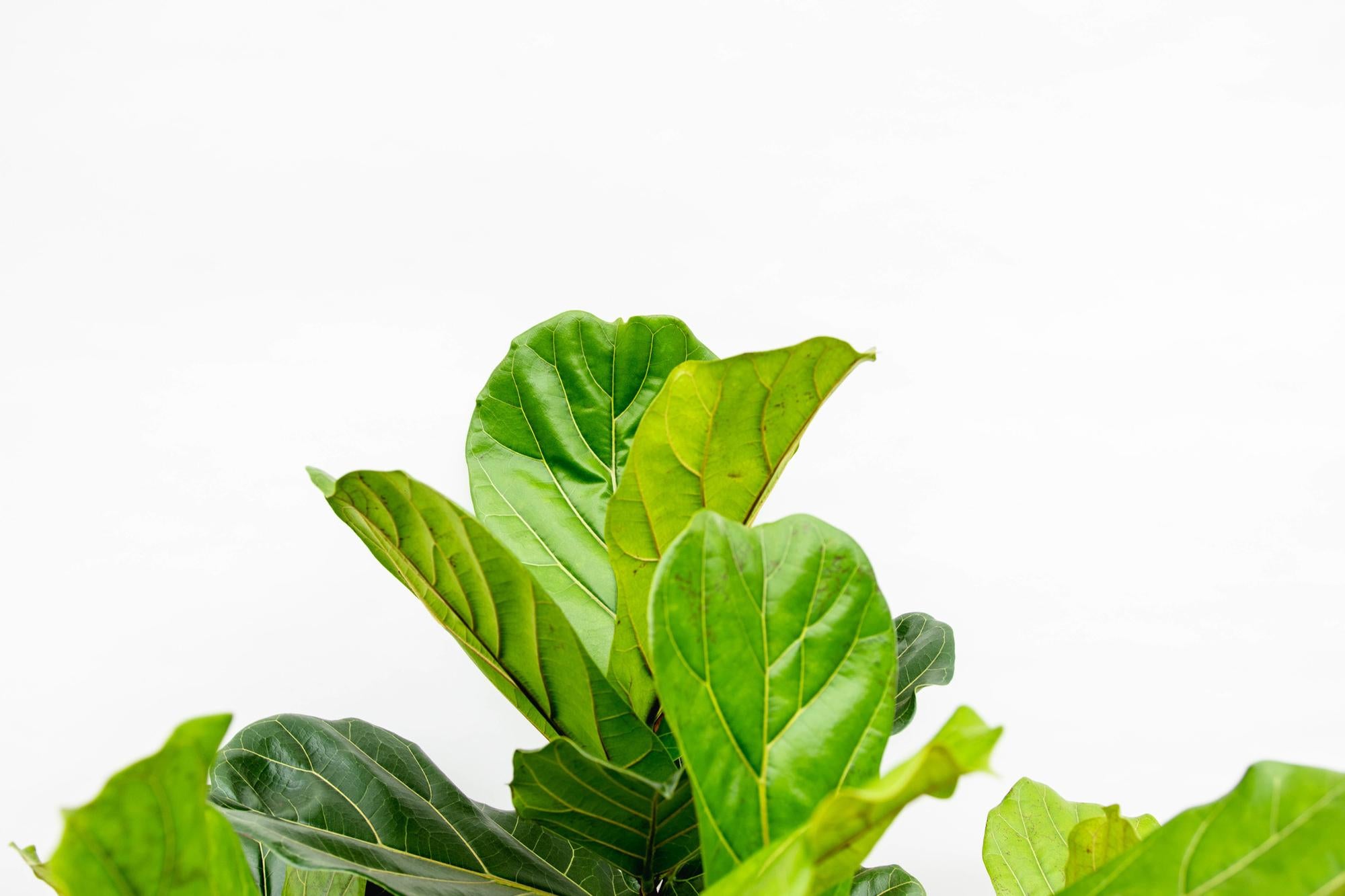 Ficus Lyrata vertakt - grote sierkamerplant met stevige stam, vol weelderig blad