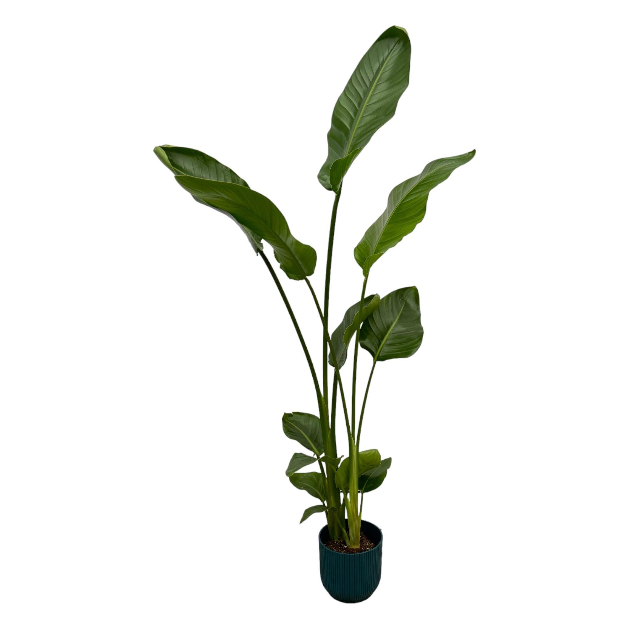 Strelitzia Nicolai inclusief Elho Vibes Fold Round pot - decoratieve kamerplant