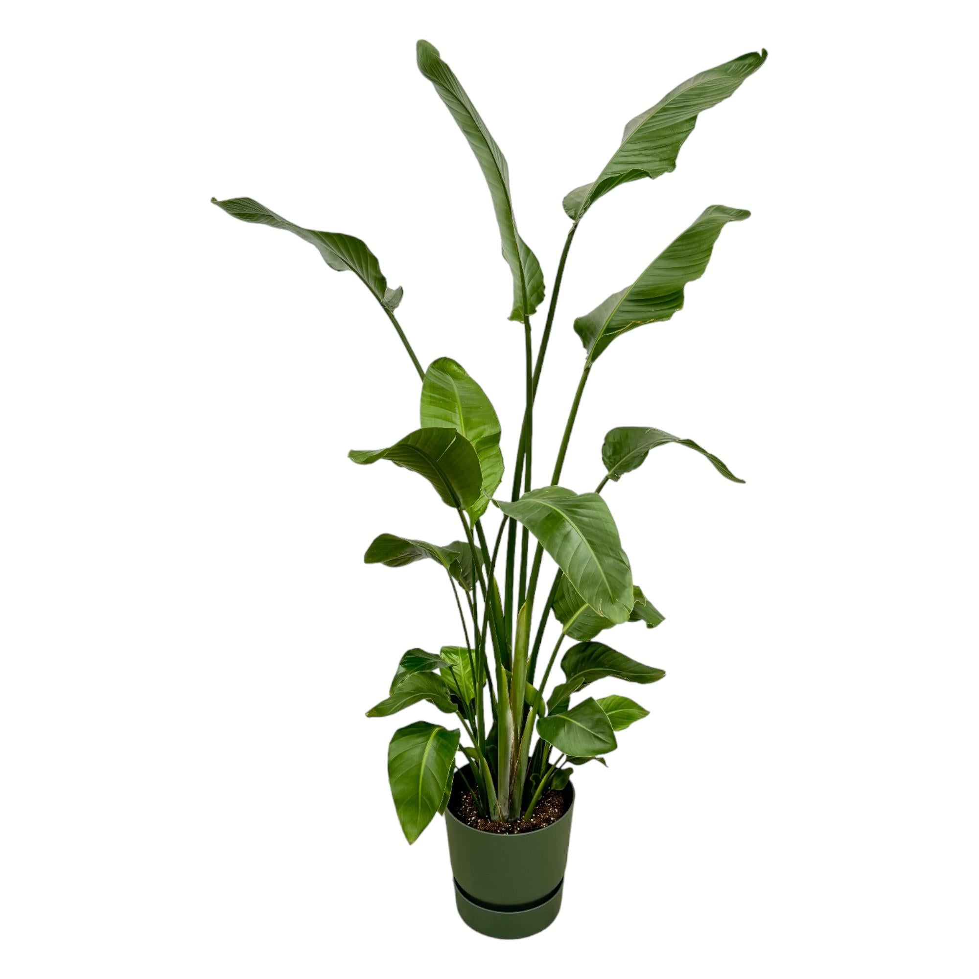 Strelitzia Nicolai inclusief elho Greenville Round - tropische kamerplant