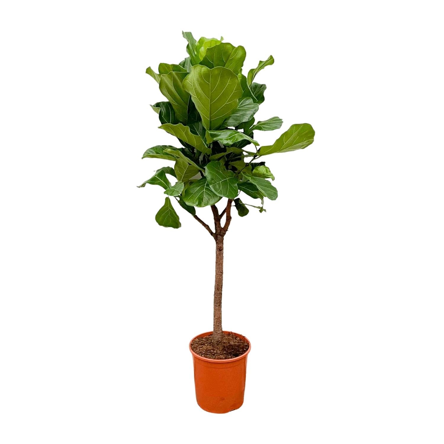 Ficus Lyrata boom - grote, stijlvolle kamerplant voor binnen en interieurdecoratie