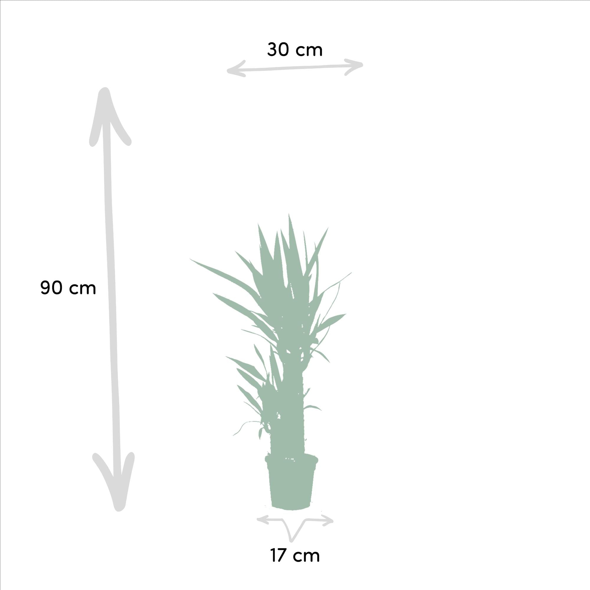 2x Yucca - ?90cm - Ø17cm