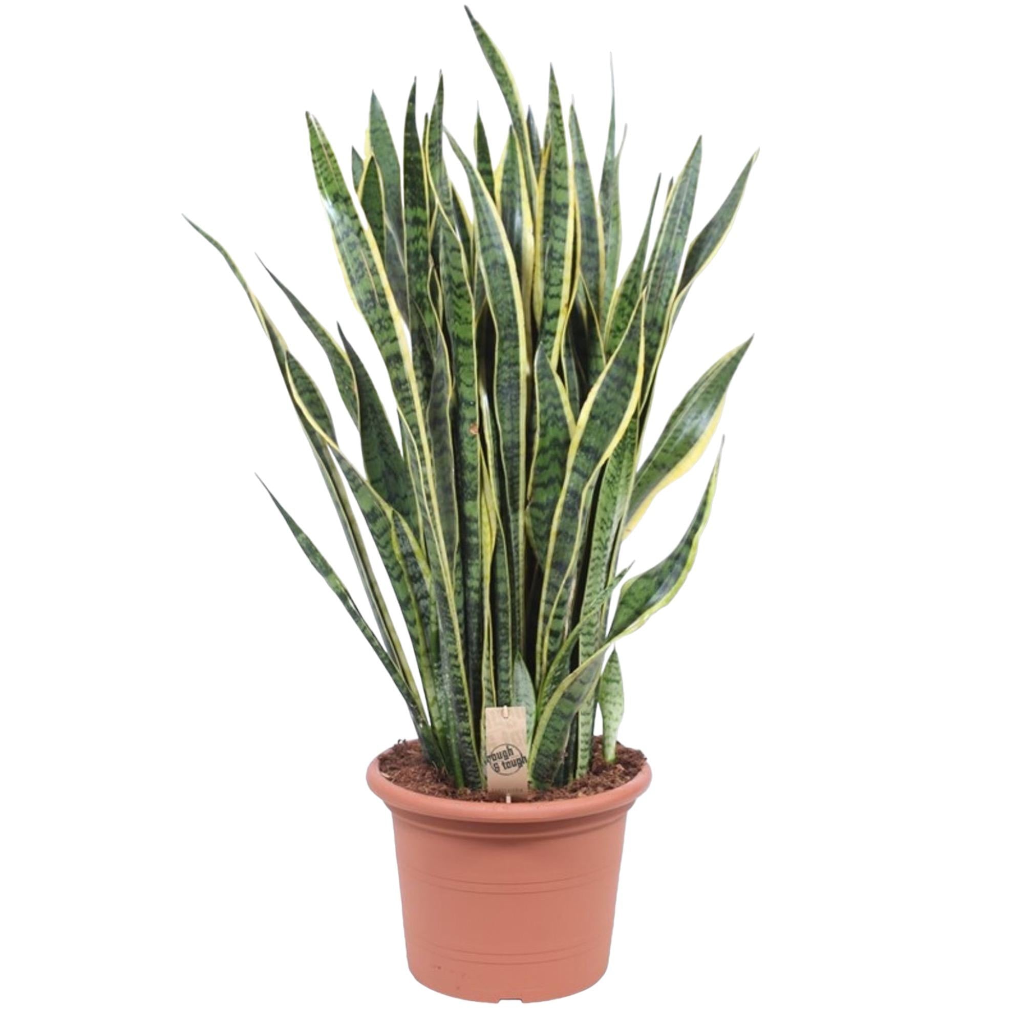 Sansevieria Laurentii slangplant – sterke luchtzuiverende kamerplant