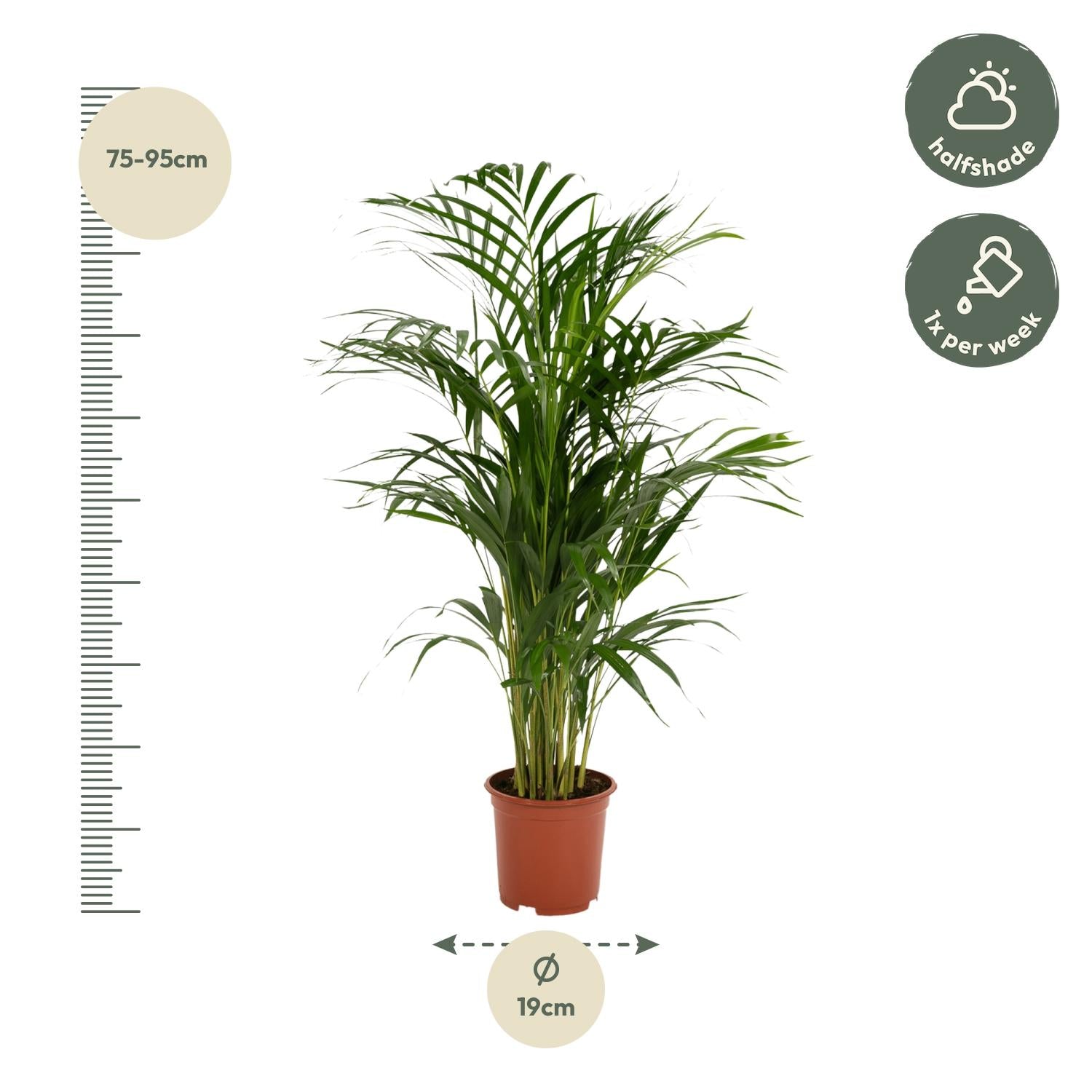 Areca palm - Luxe kamerplant voor binnen, onderhoudsarm en decoratief