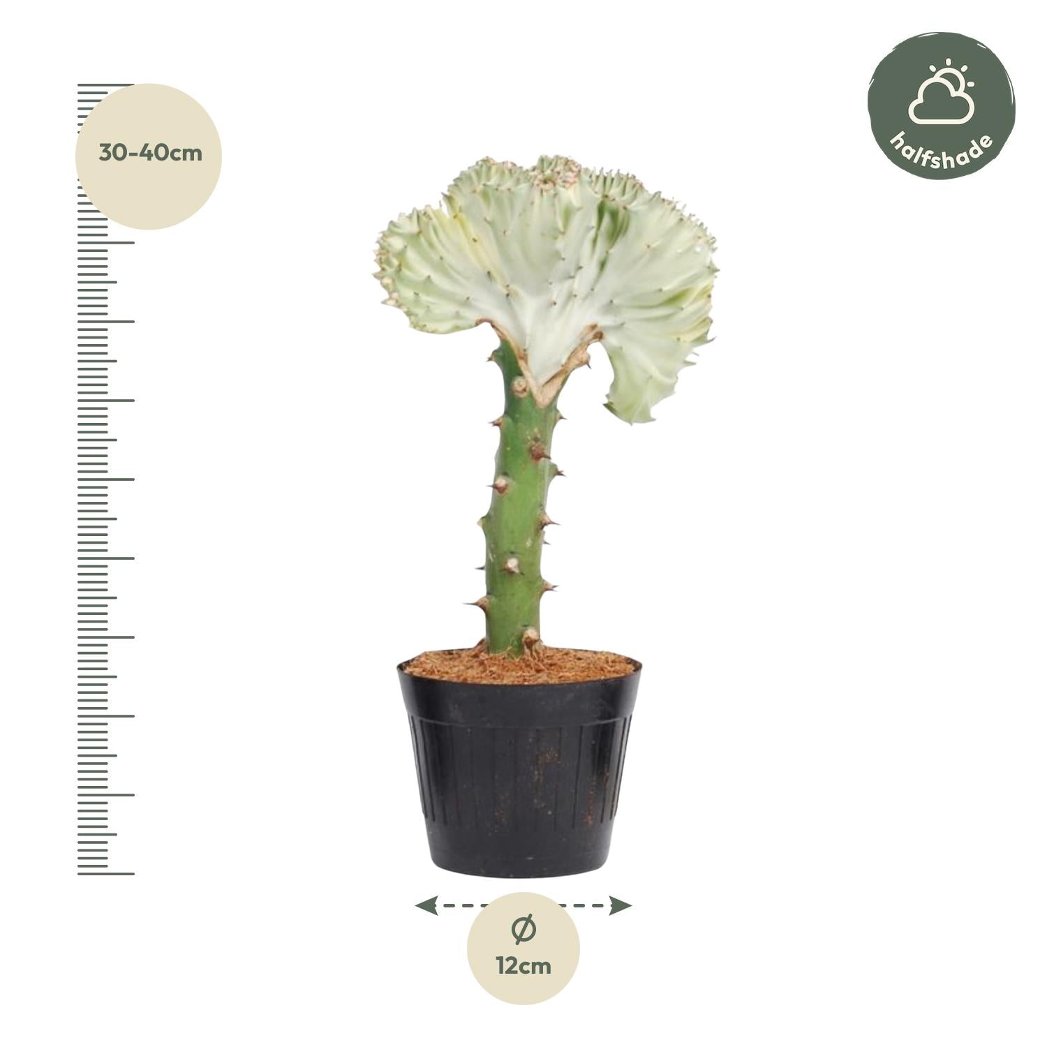 Euphorbia lactea Cristata wit – koraalcactus kamerplant