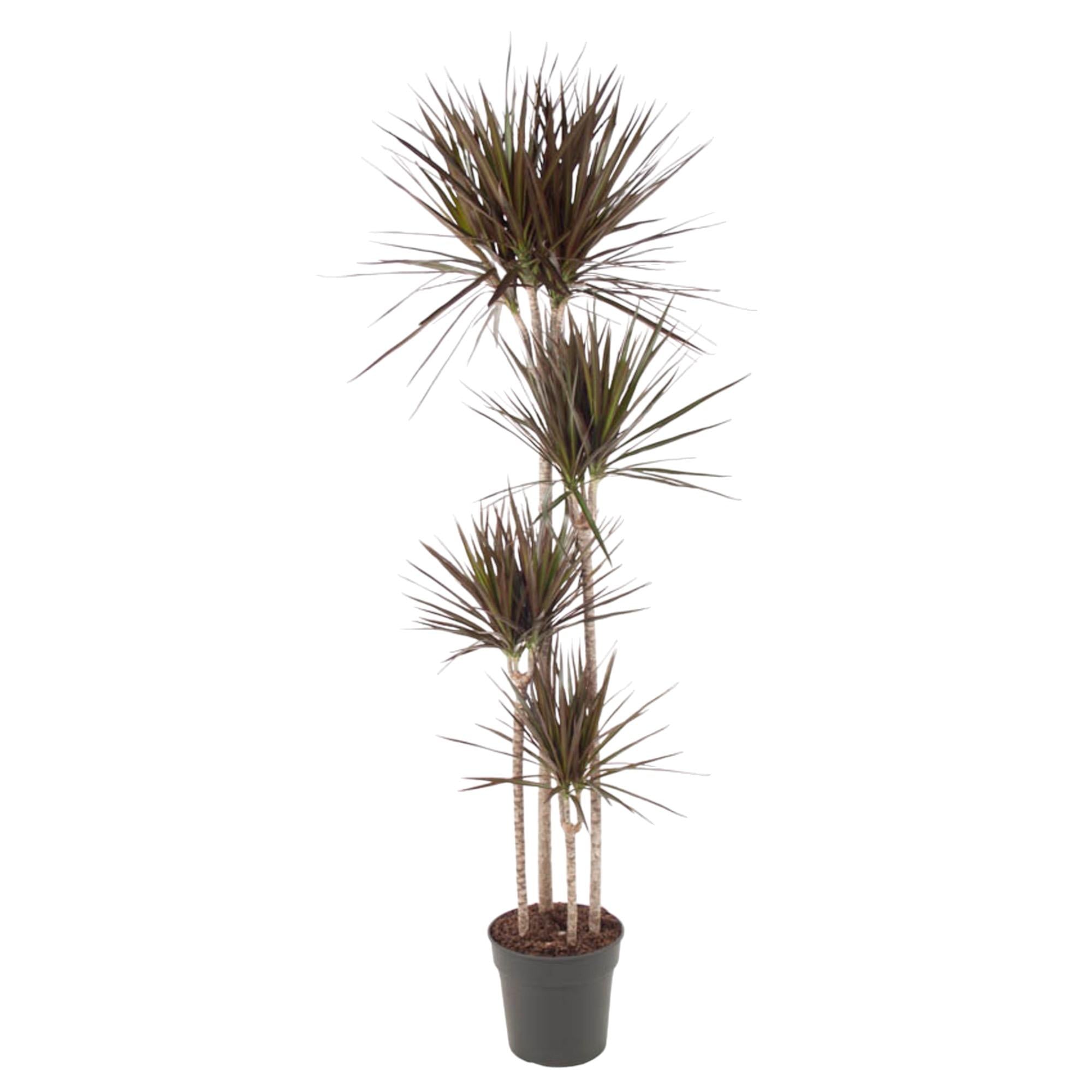 Dracaena Magenta – diepgroene paarsrode Dracaena kamerplant