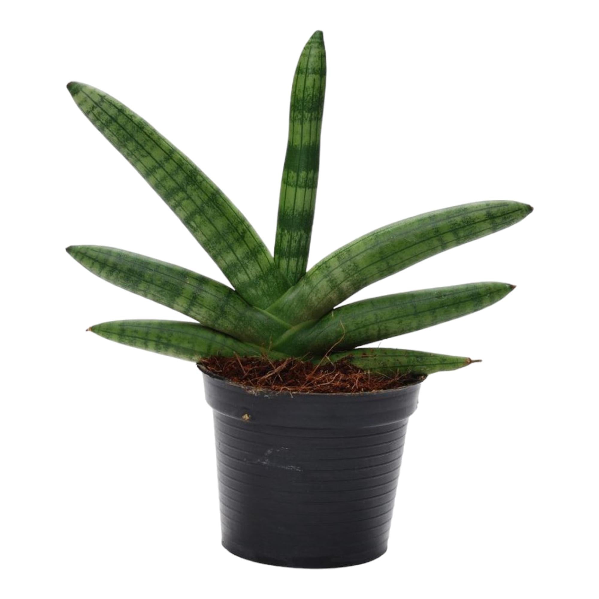 Sansevieria mini mix – Sansevieria cylindrica en Skyline in sierlijke pot Ø10,5