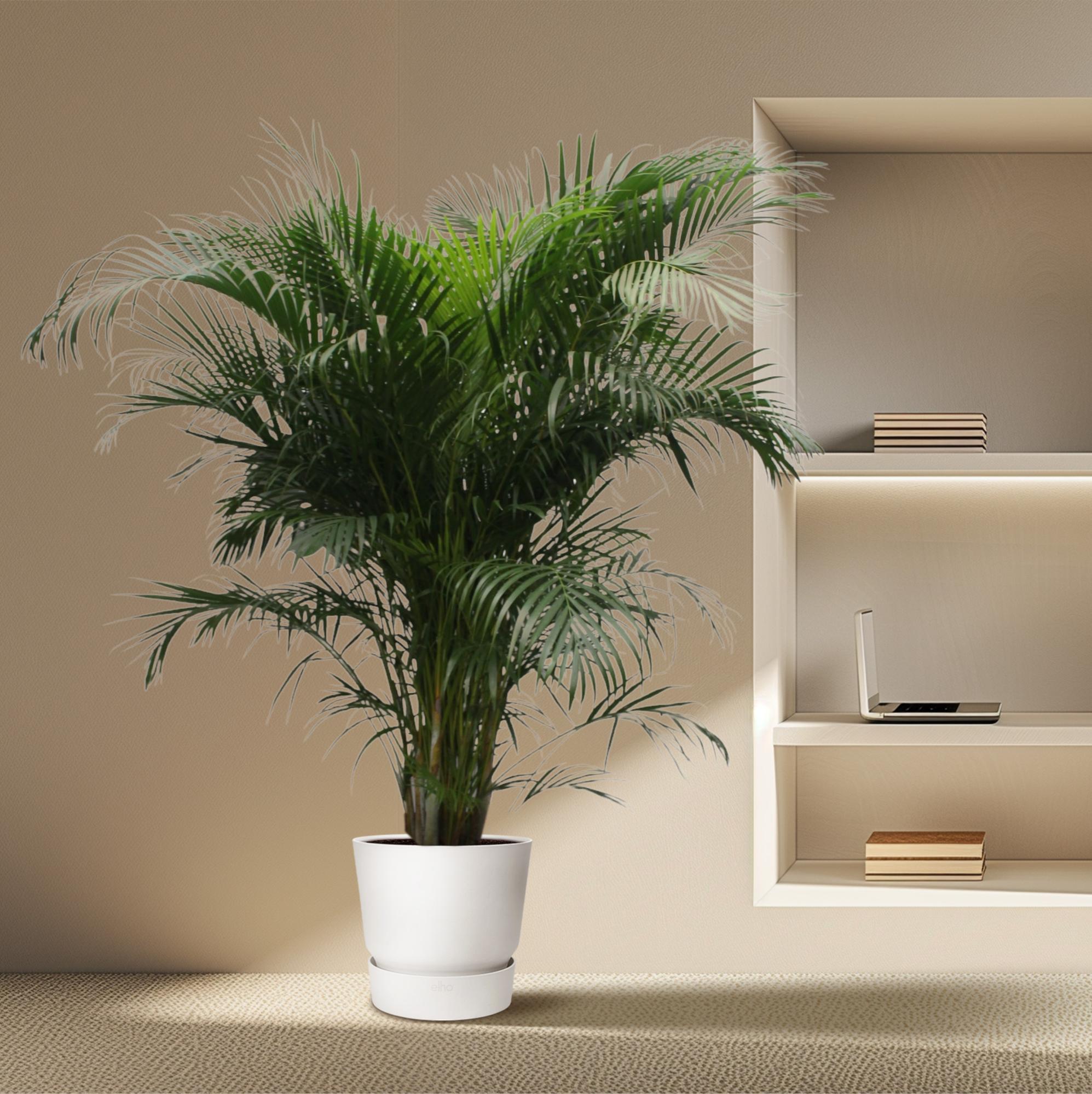Dypsis Lutescens (Areca Palm) — Premium Tropische kamerplant