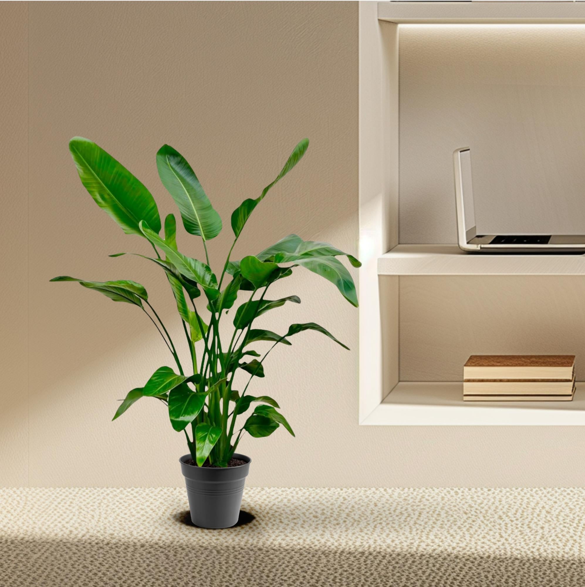 Strelitzia Nicolai - Tropische kamerplant voor binnen, decoratieve exotische plant